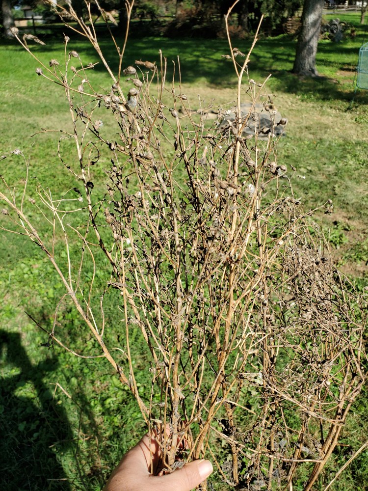 Lettuce plant that bolted and grew tiny seed pods