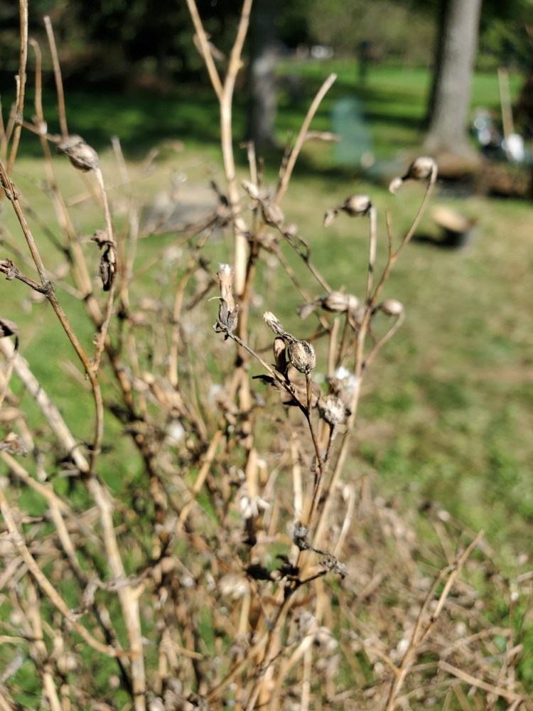 Lettuce plant with dry seed pods at top