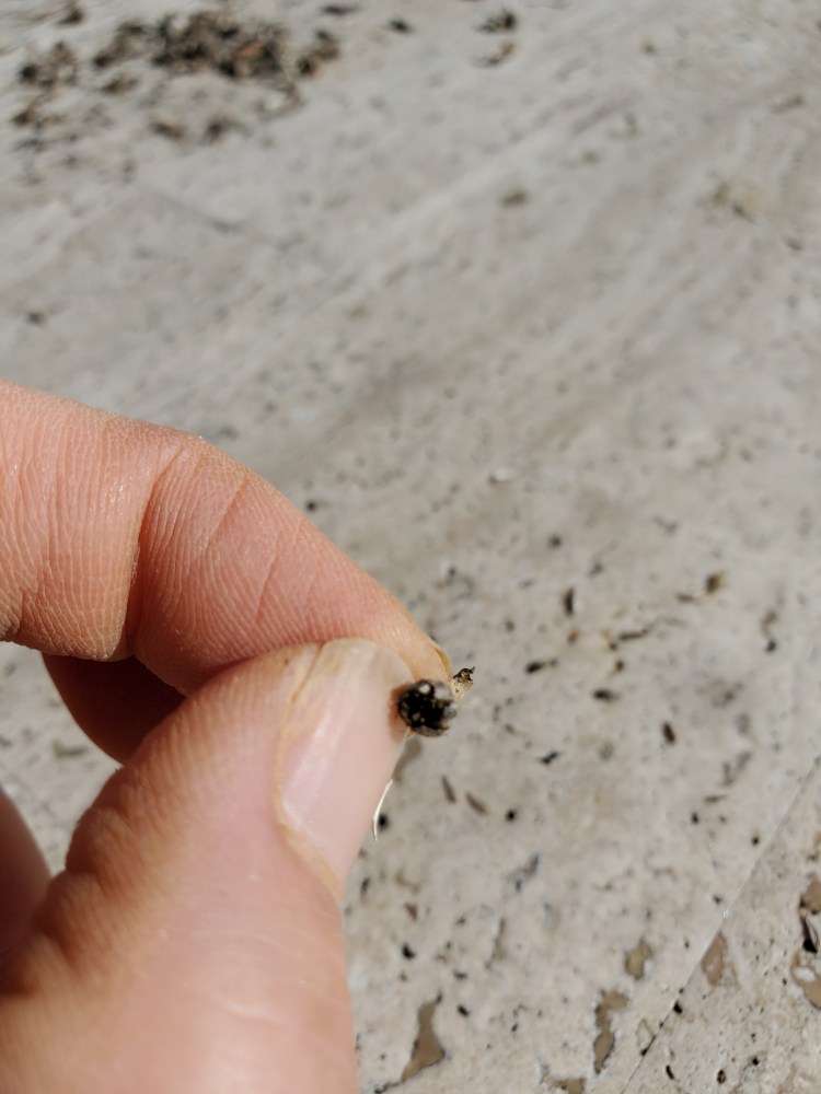 Single tiny lettuce seed pod