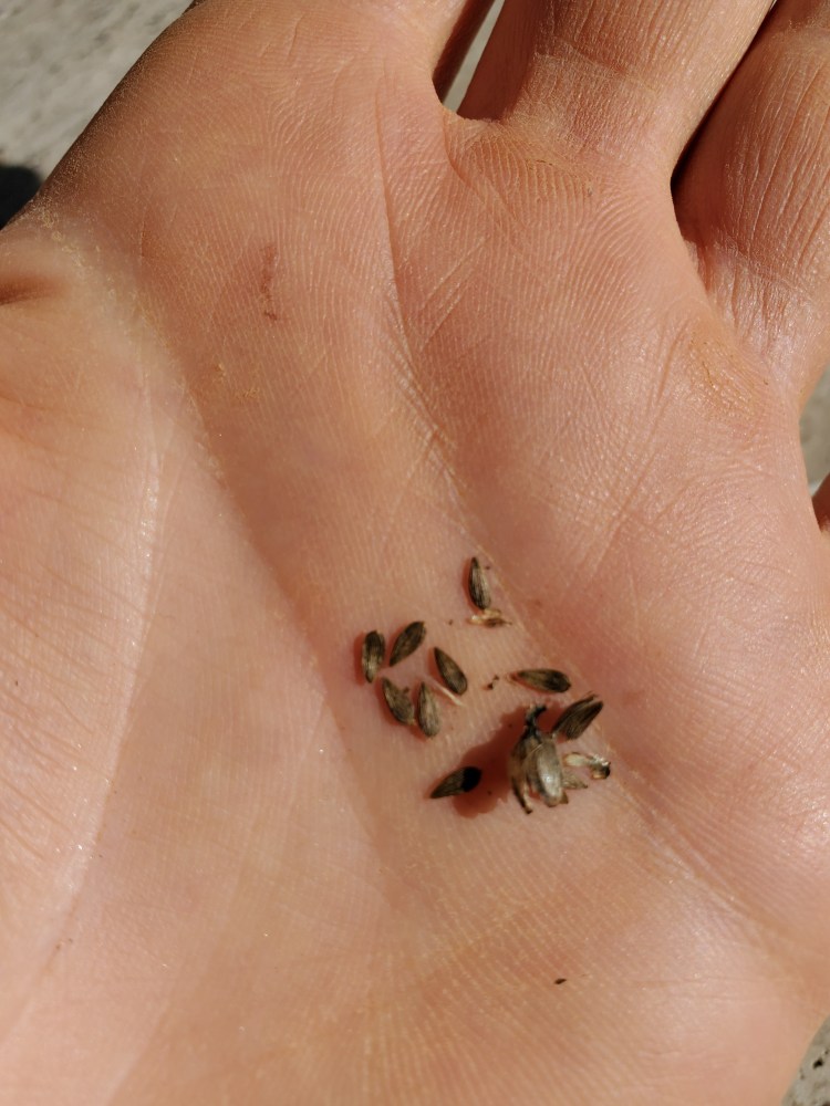 Tiny brown lettuce seeds in palm of hand