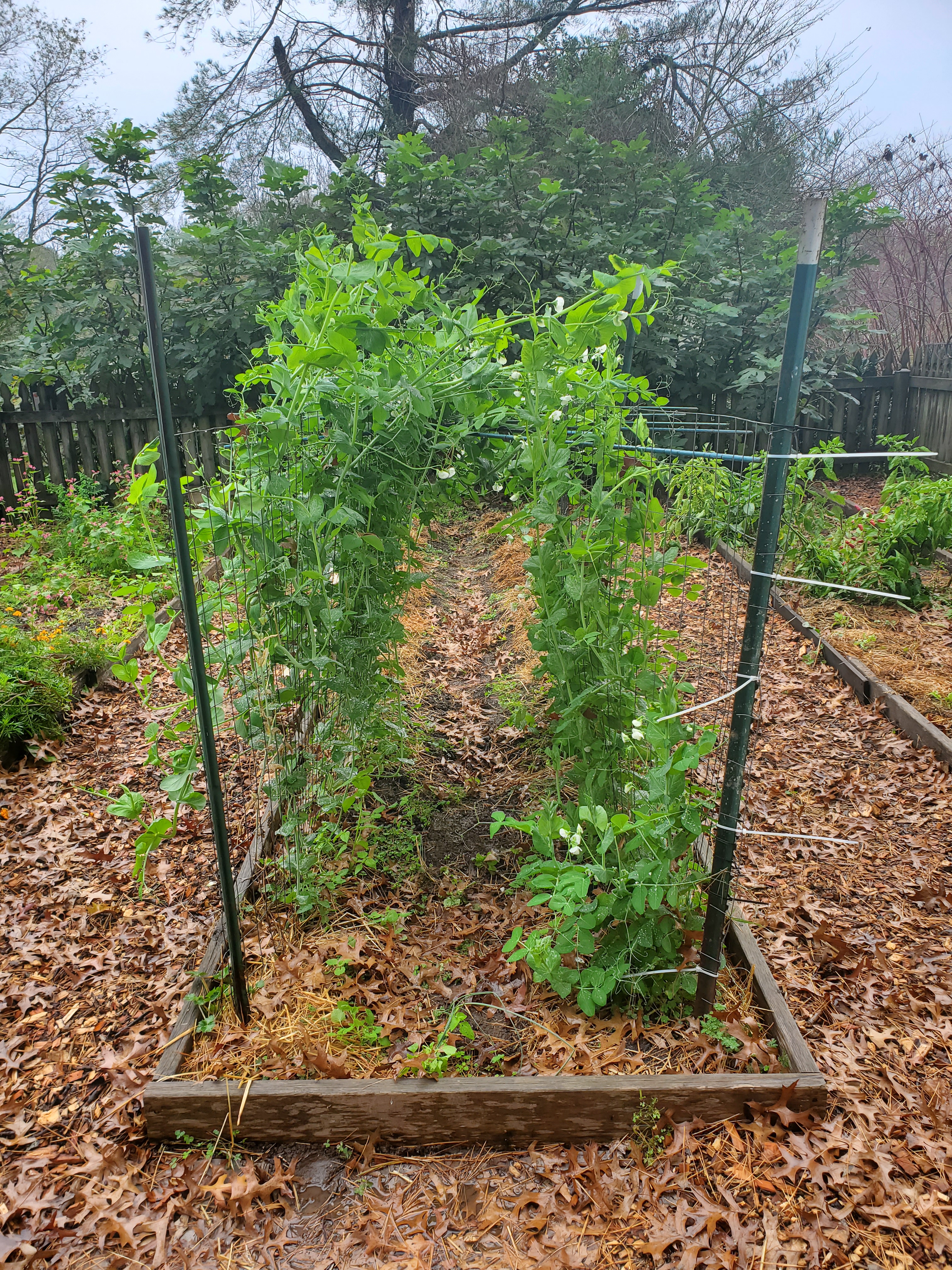Pea and sugar snap pea plants trellising up