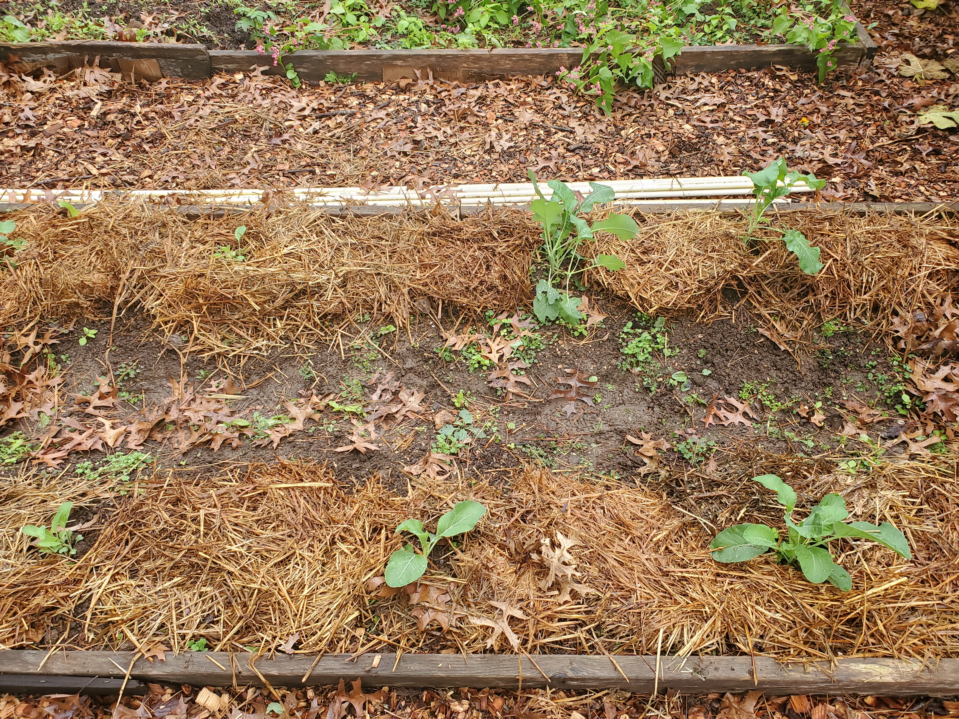 Five plants of broccoli and cauliflower