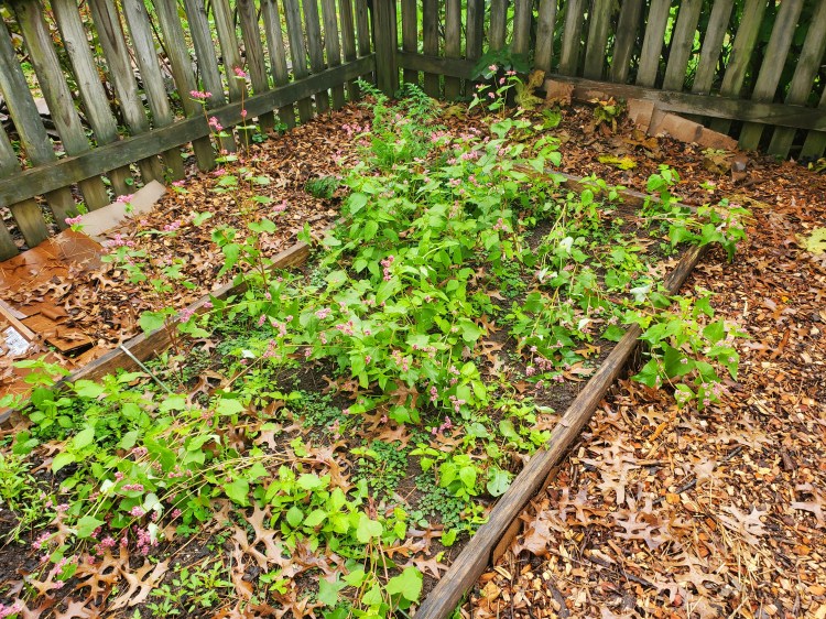 four rows of ruby buckwheat planted for a cover crop