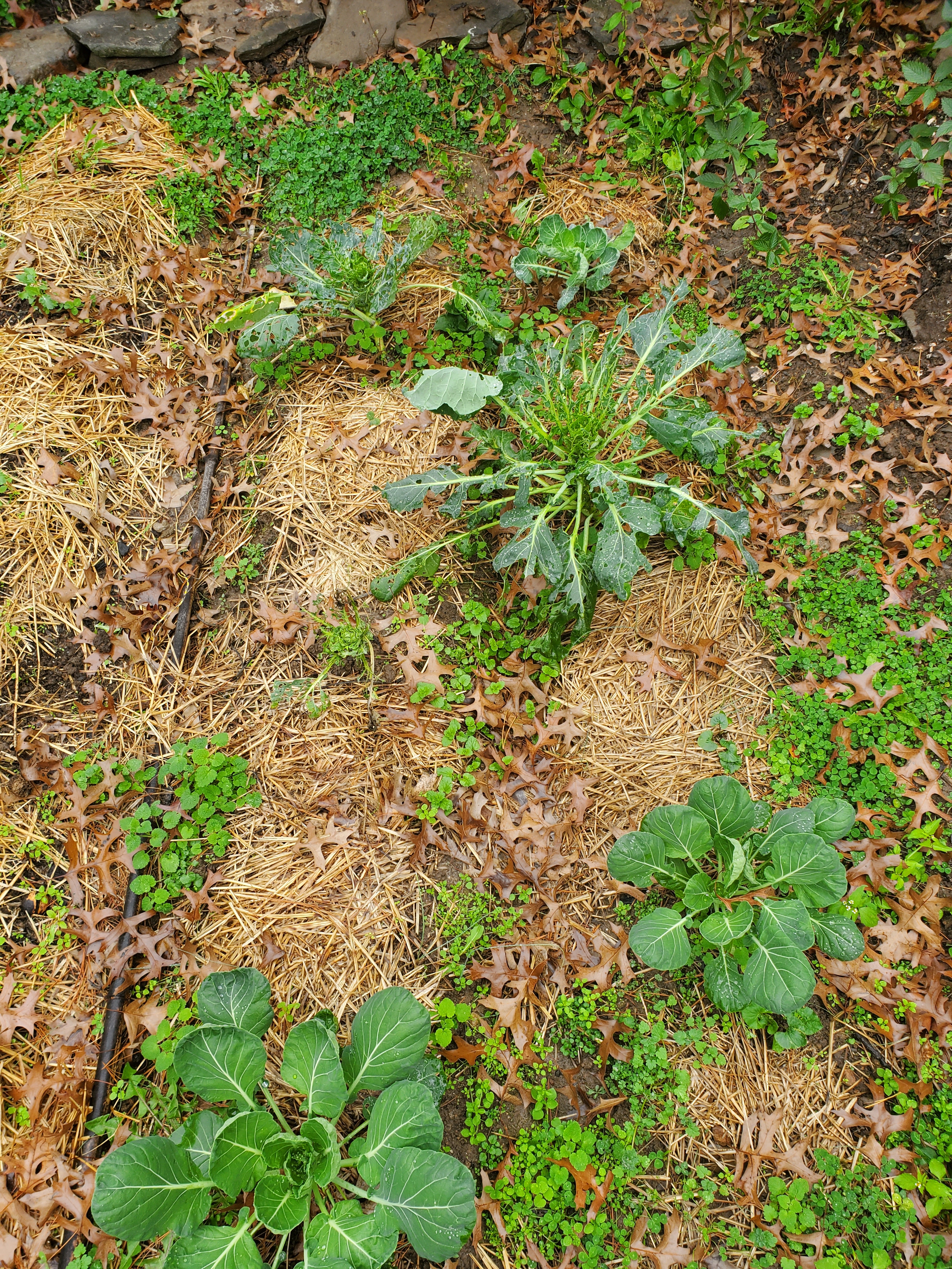 Six brussels sprouts plants with three that have been eaten by cabbage worms