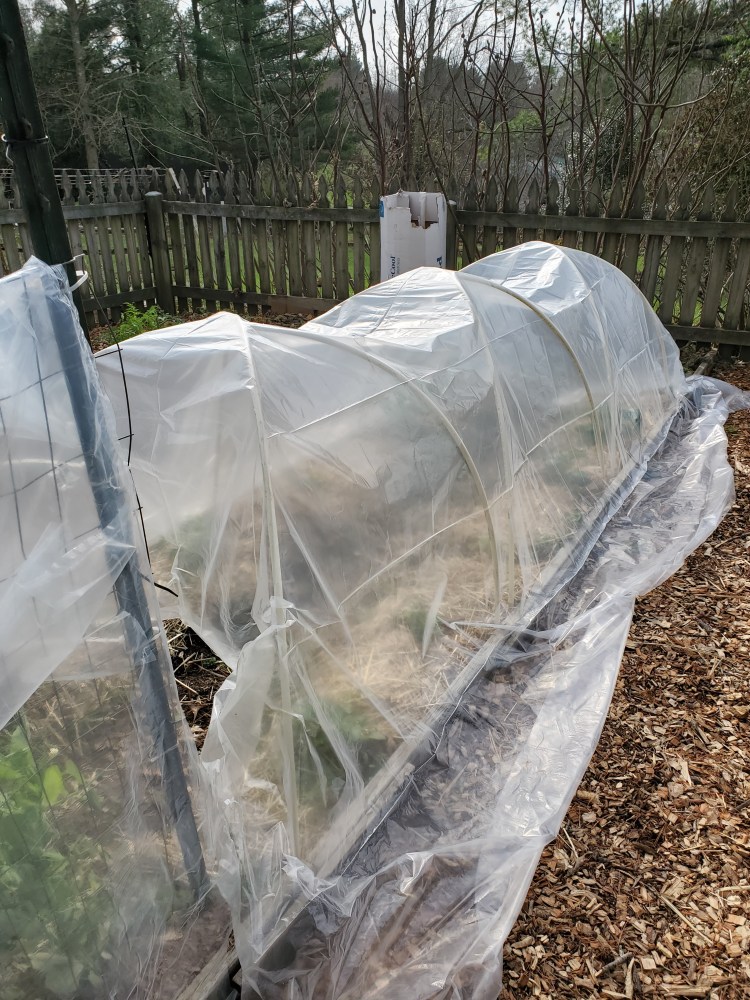 Complete low tunnel in garden made of 6 half inch pvc lines covered with plastic sheeting