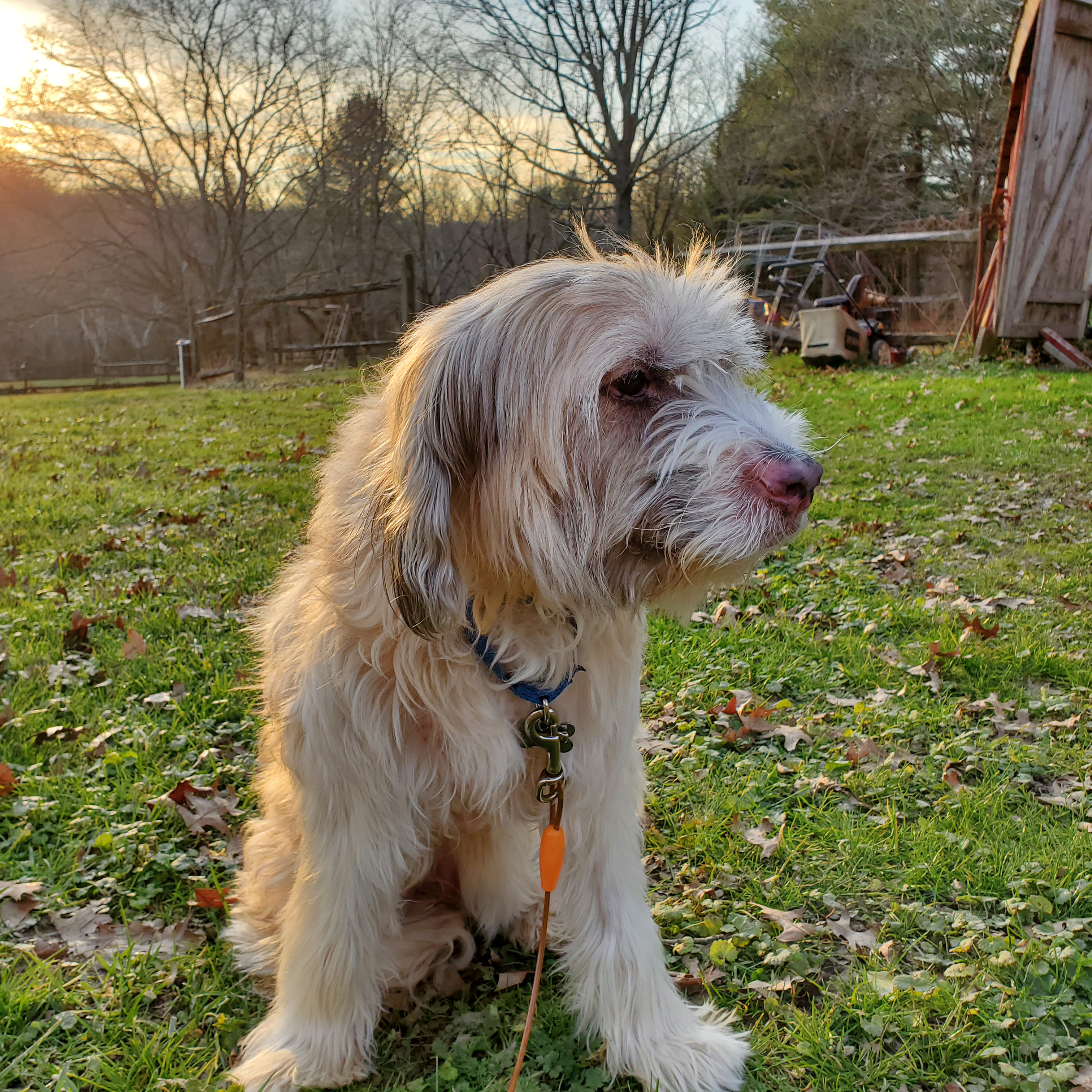 Molly sitting in the grass at sunset