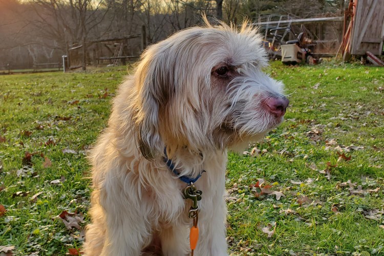 Molly sitting in the grass at sunset