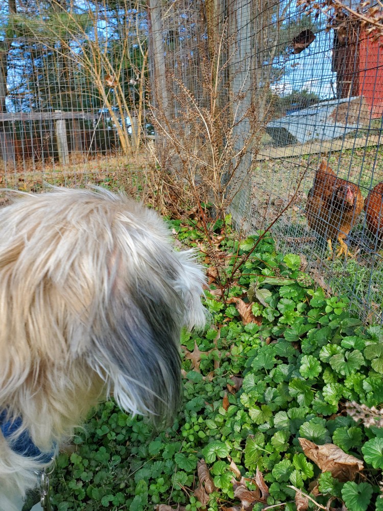 Molly, the farm dog, looking through the chicken coop fence at her new chicken friends