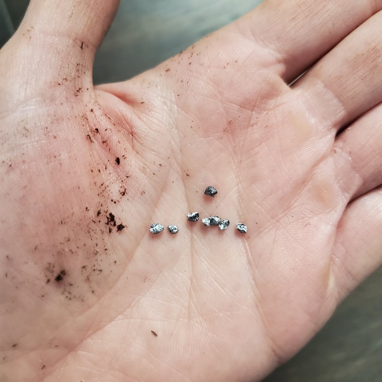 eight silver gladstone onion seeds in palm of hand