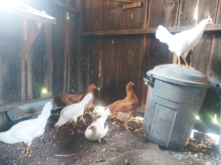 Farm Charm Original Flock