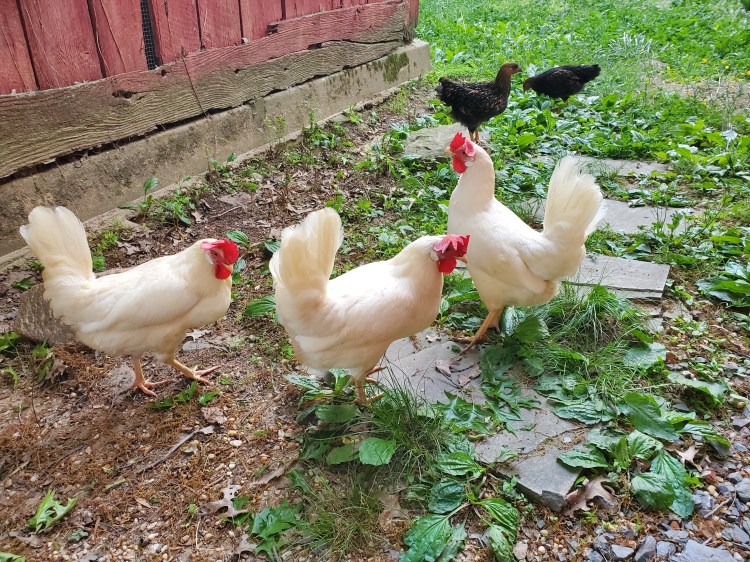 Farm Charm What the Flock