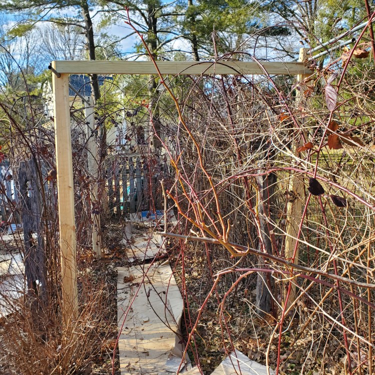 Looking through the berry tunnel at the 3 bridges that connect both sides