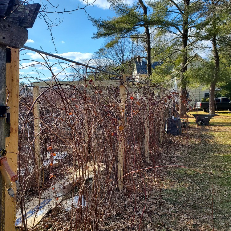 The four posts and galvanized tubing to create one side of the berry trellis