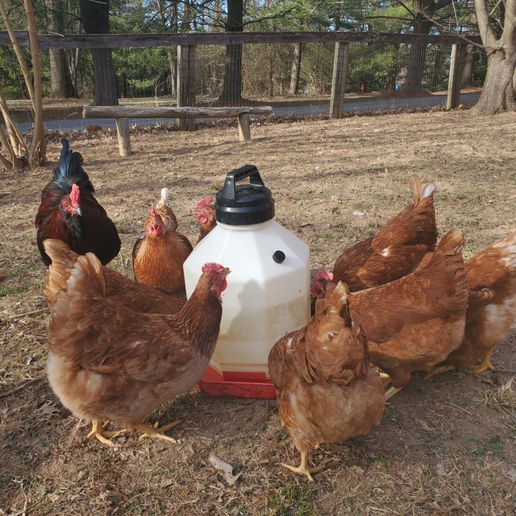 The Flockers - Farm Charm