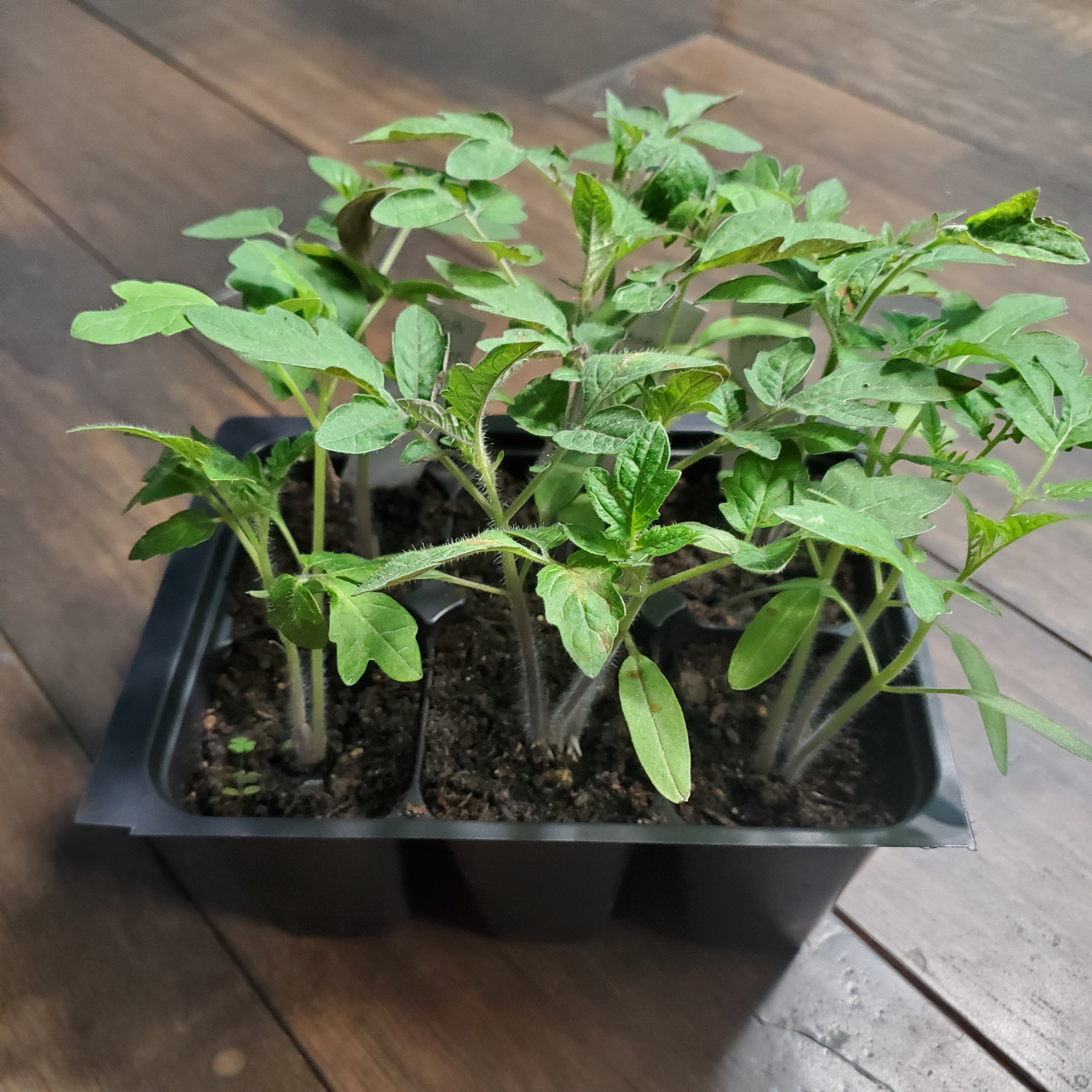 Six tomato plants started in a container