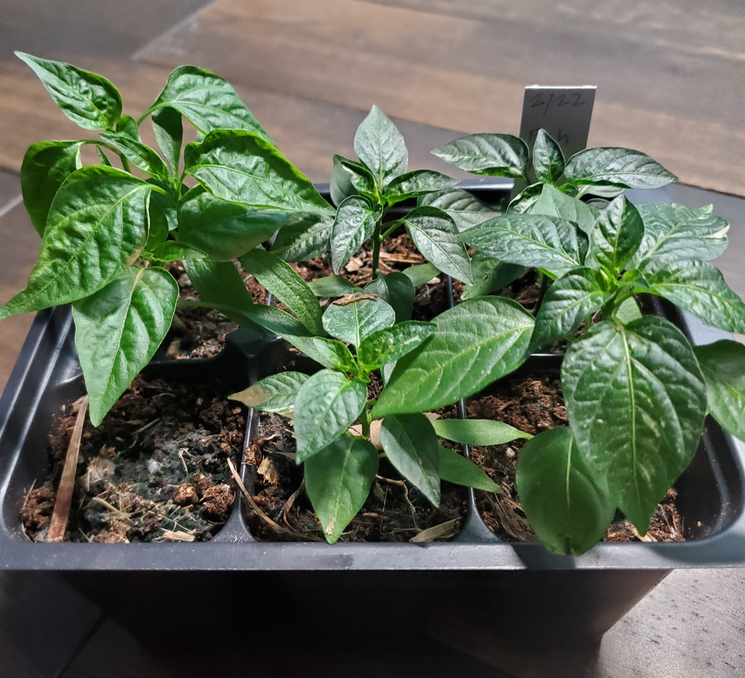 six fish peppers started in a container
