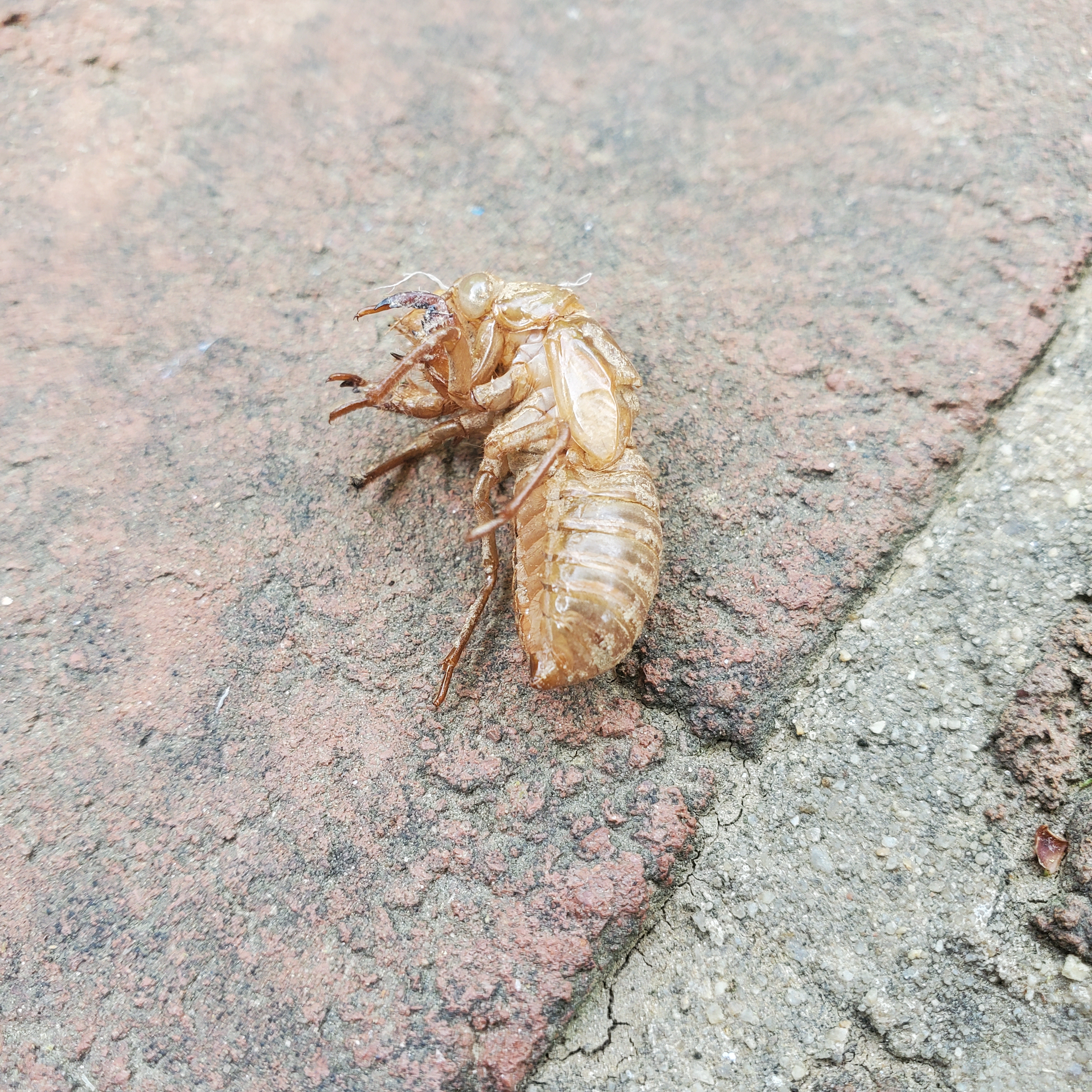 nymph cicada exoskeleton on the sidewalk