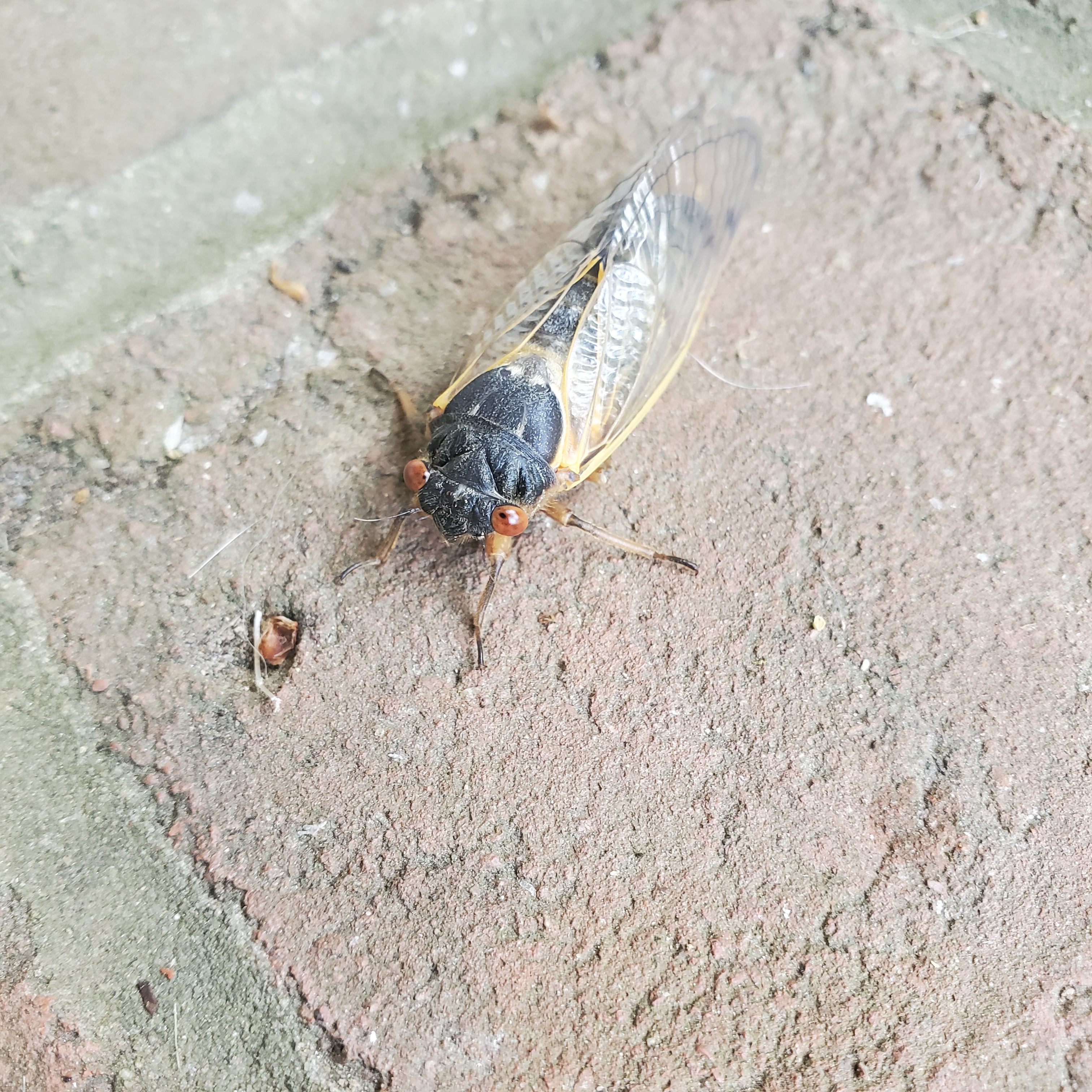 mature cicada on the sidewalk