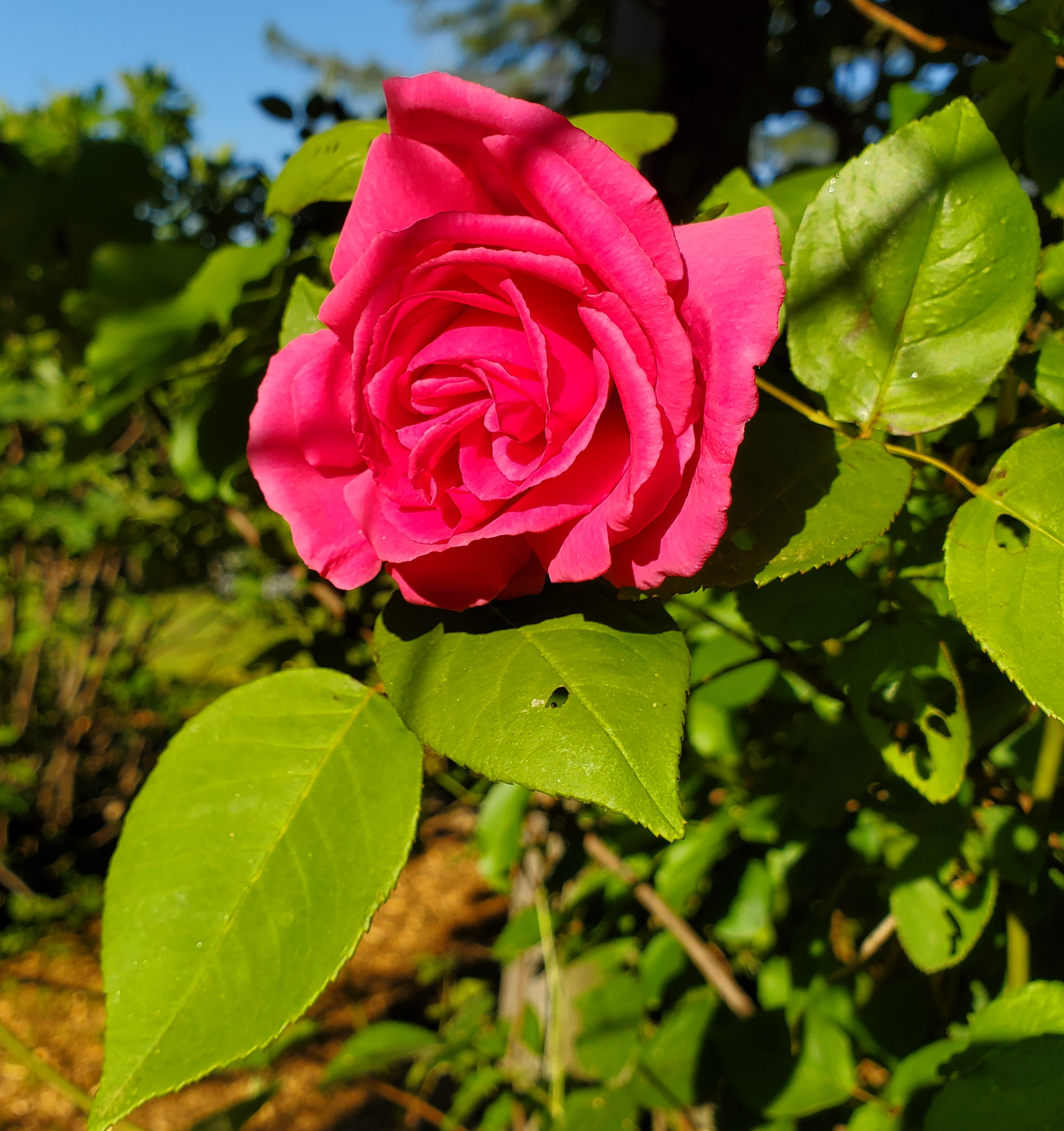 Pink, perfect trailing rose