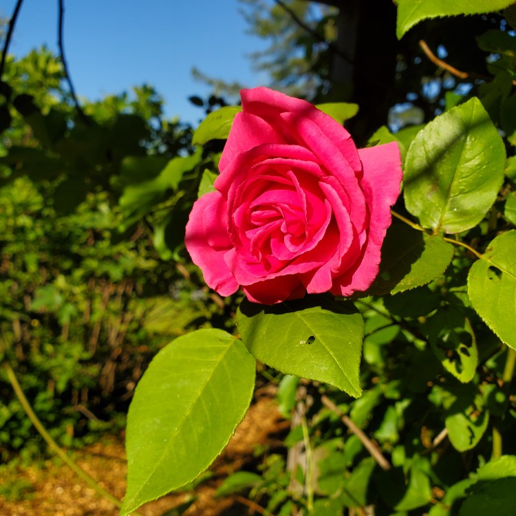 Pink, perfect trailing rose