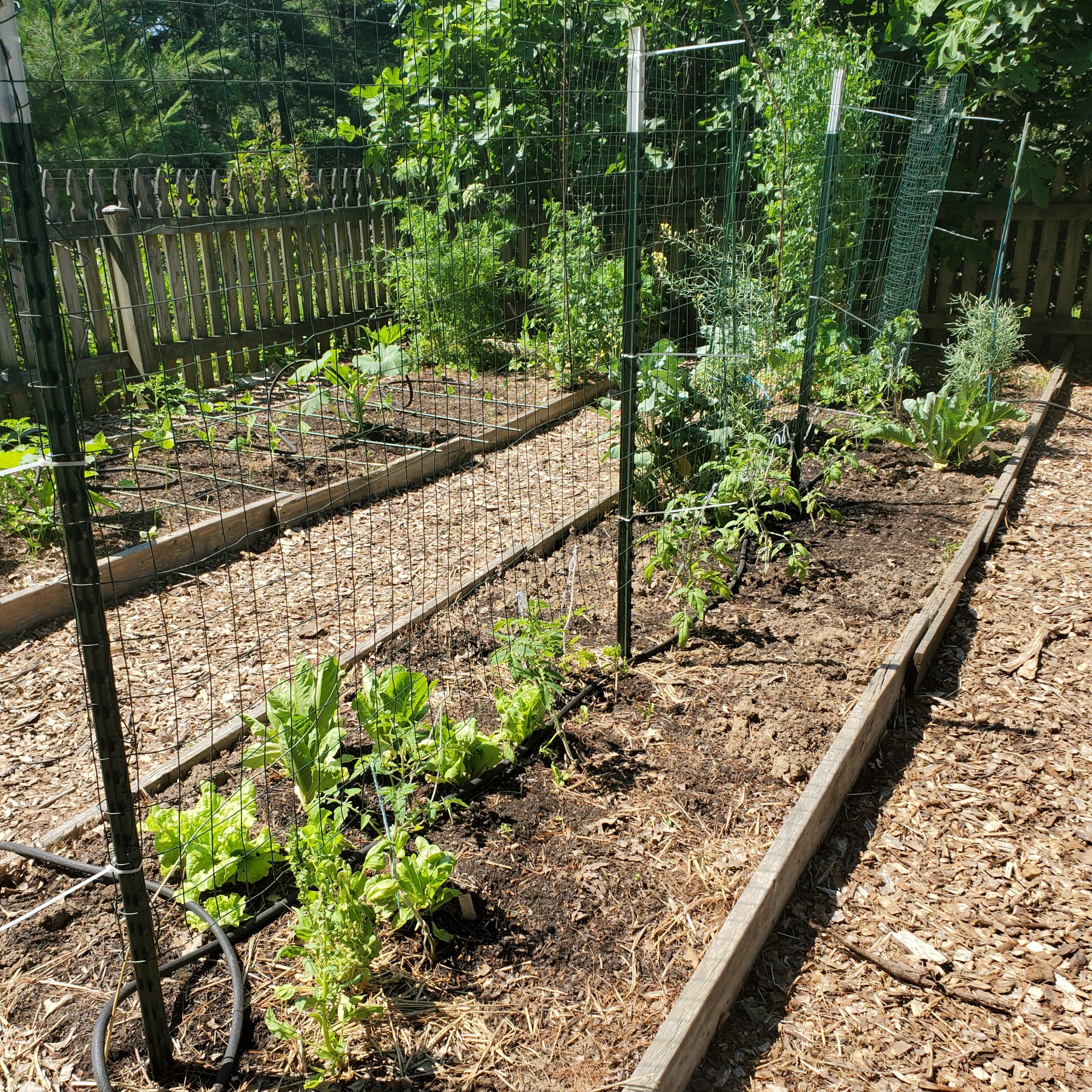 t-posts and fencing for vertical tomato support