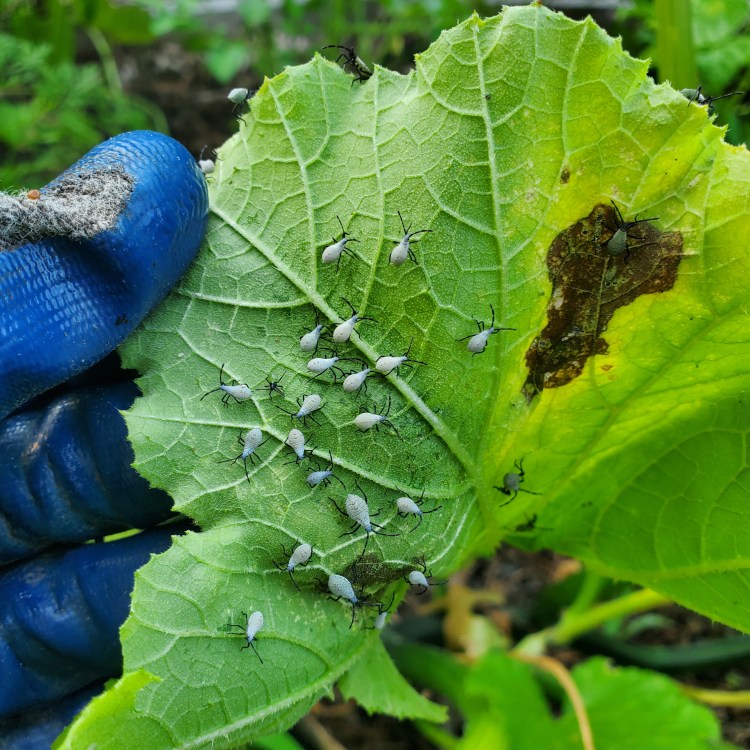 small squash bugs on the underside of a leaf