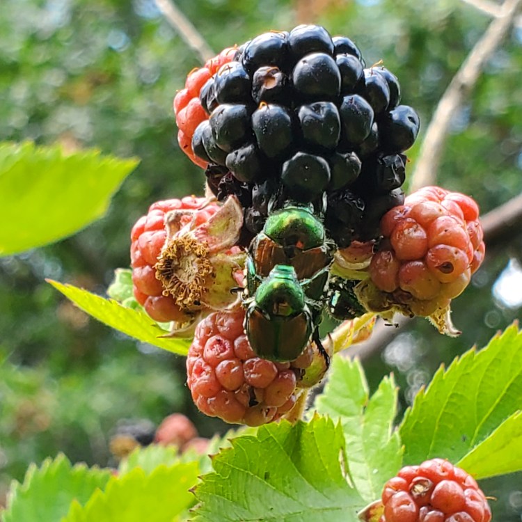 Japanese beetles on berries