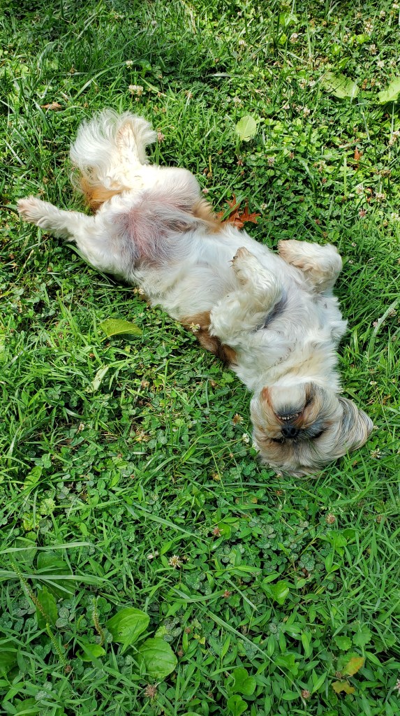 Brown, white and gray shih tzu laying on his back in the grass