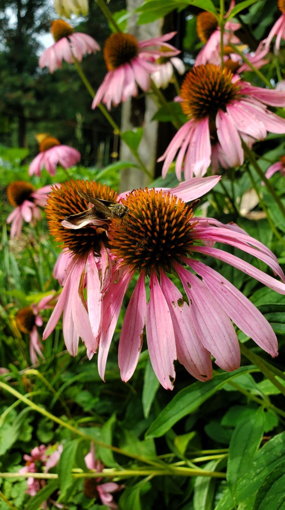 close up of pink coneflower (echinacea)