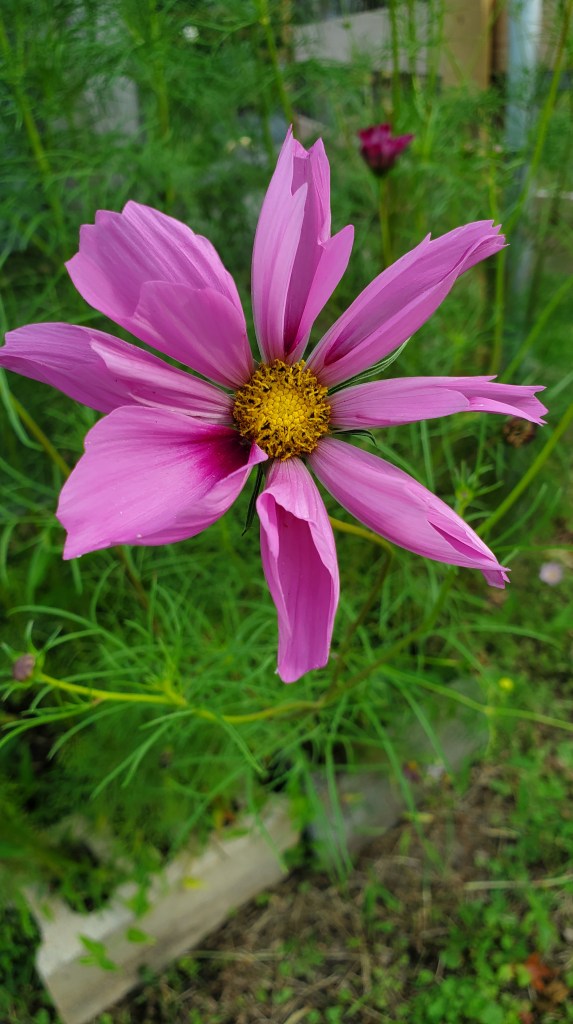 close up of pink cosmos flower