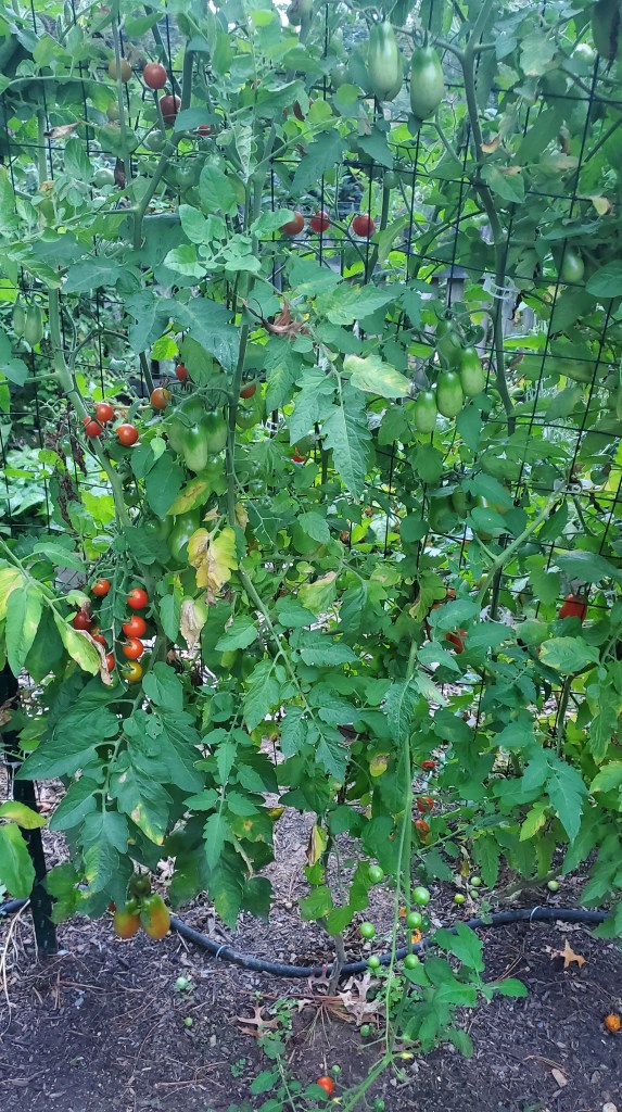 snacking tomatoes, including cherry and sweetie