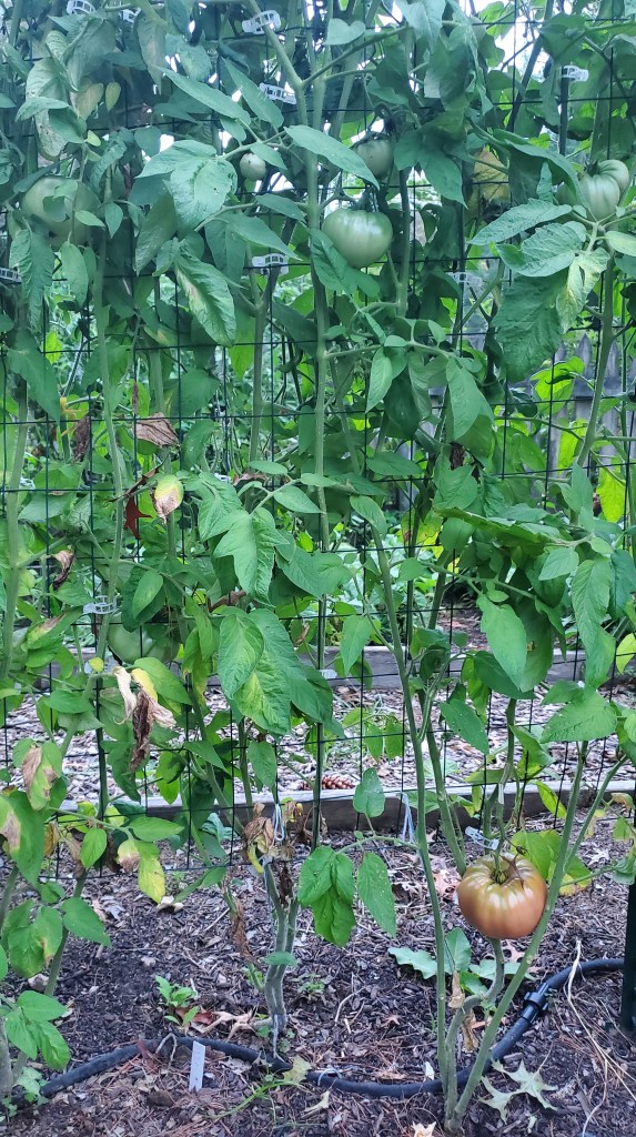 big tomatoes, including German Pink
