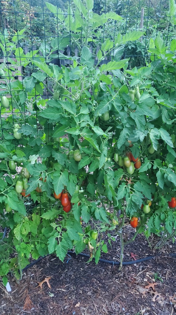 paste tomatos - roma and san marzano