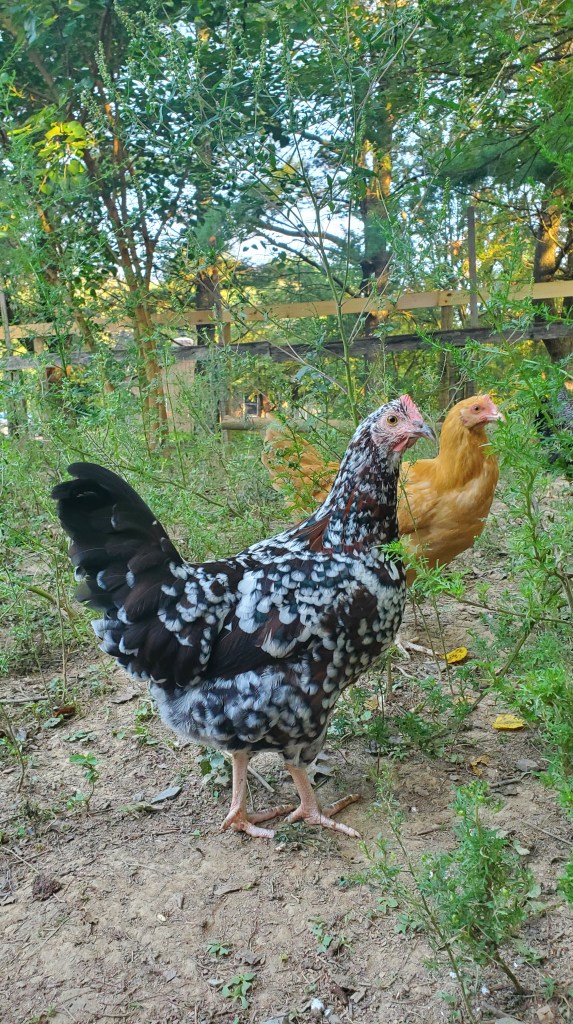Speckled sussex and buff orpington chickens