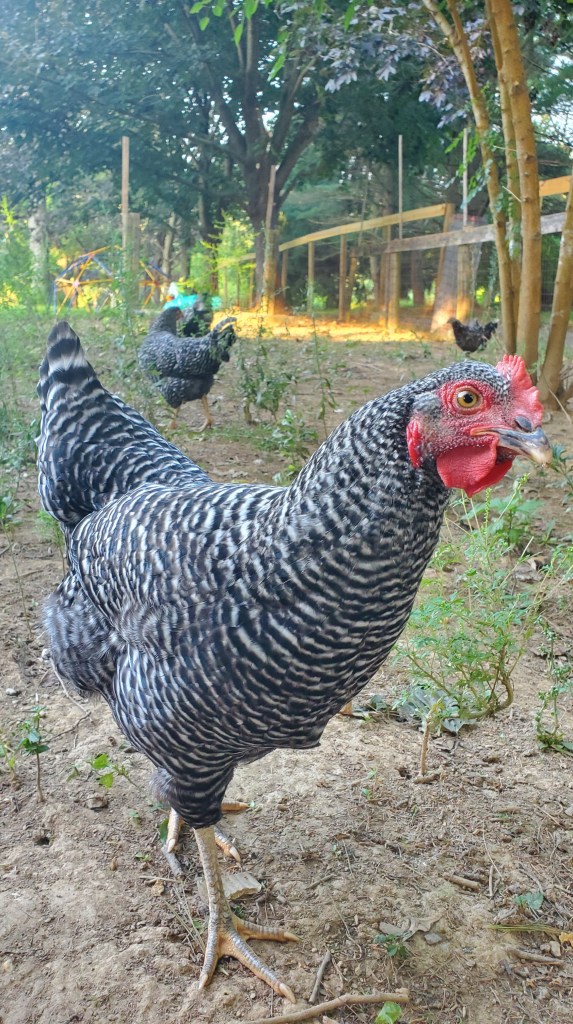 Barred rock or dominique chicken