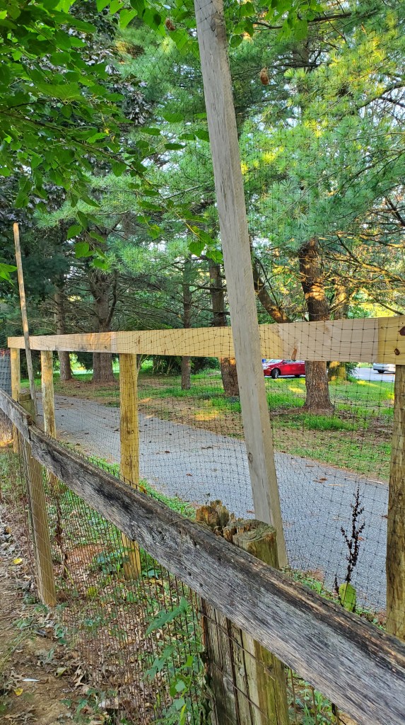 Mesh fencing to keep the chickens secure