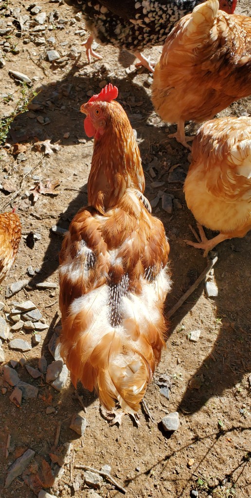 Bovan brown hen with patches of missing feathers due to molting