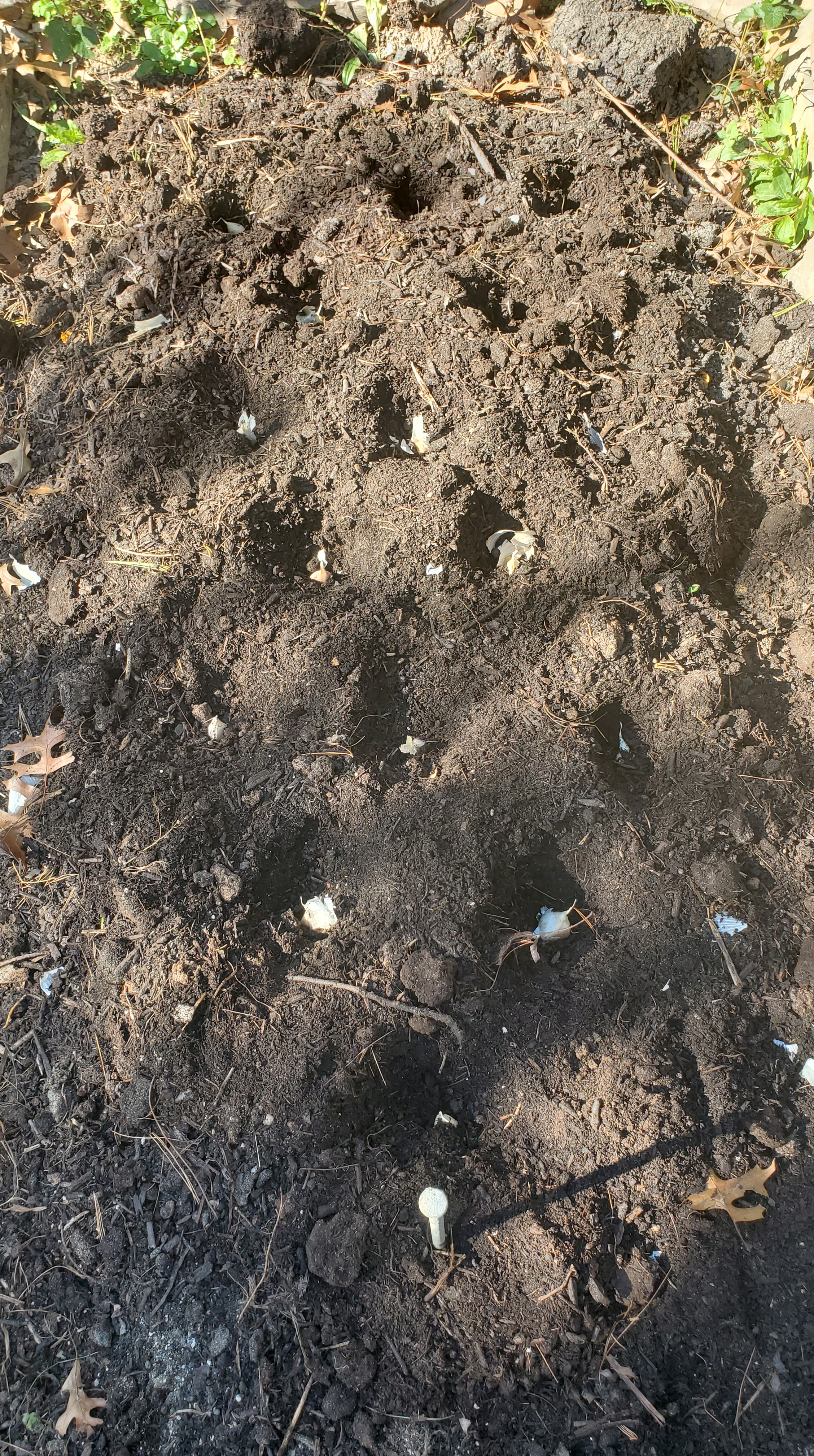 cloves of garlic planted in garden bed