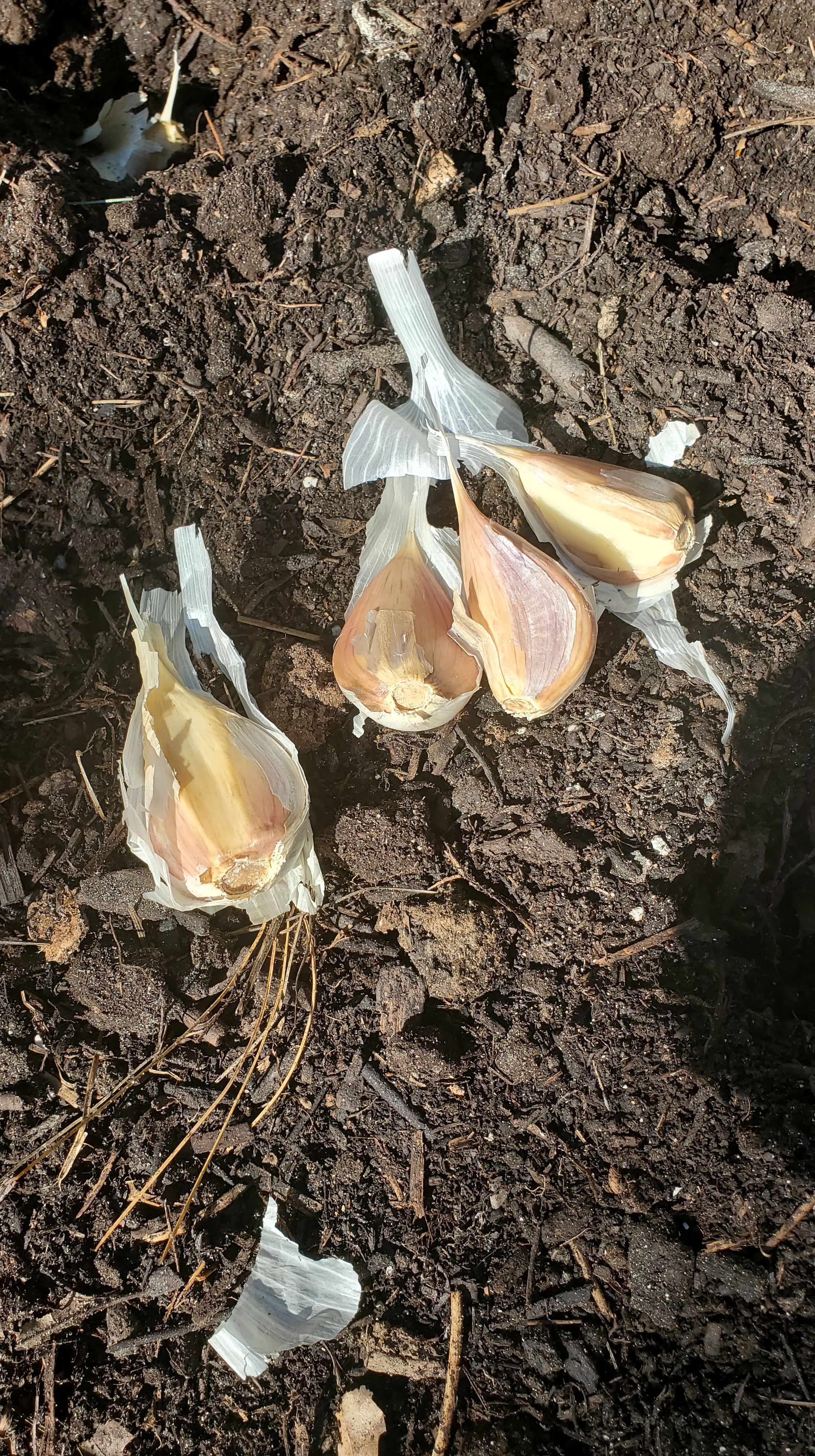head of garlic broken up into individual cloves on soil