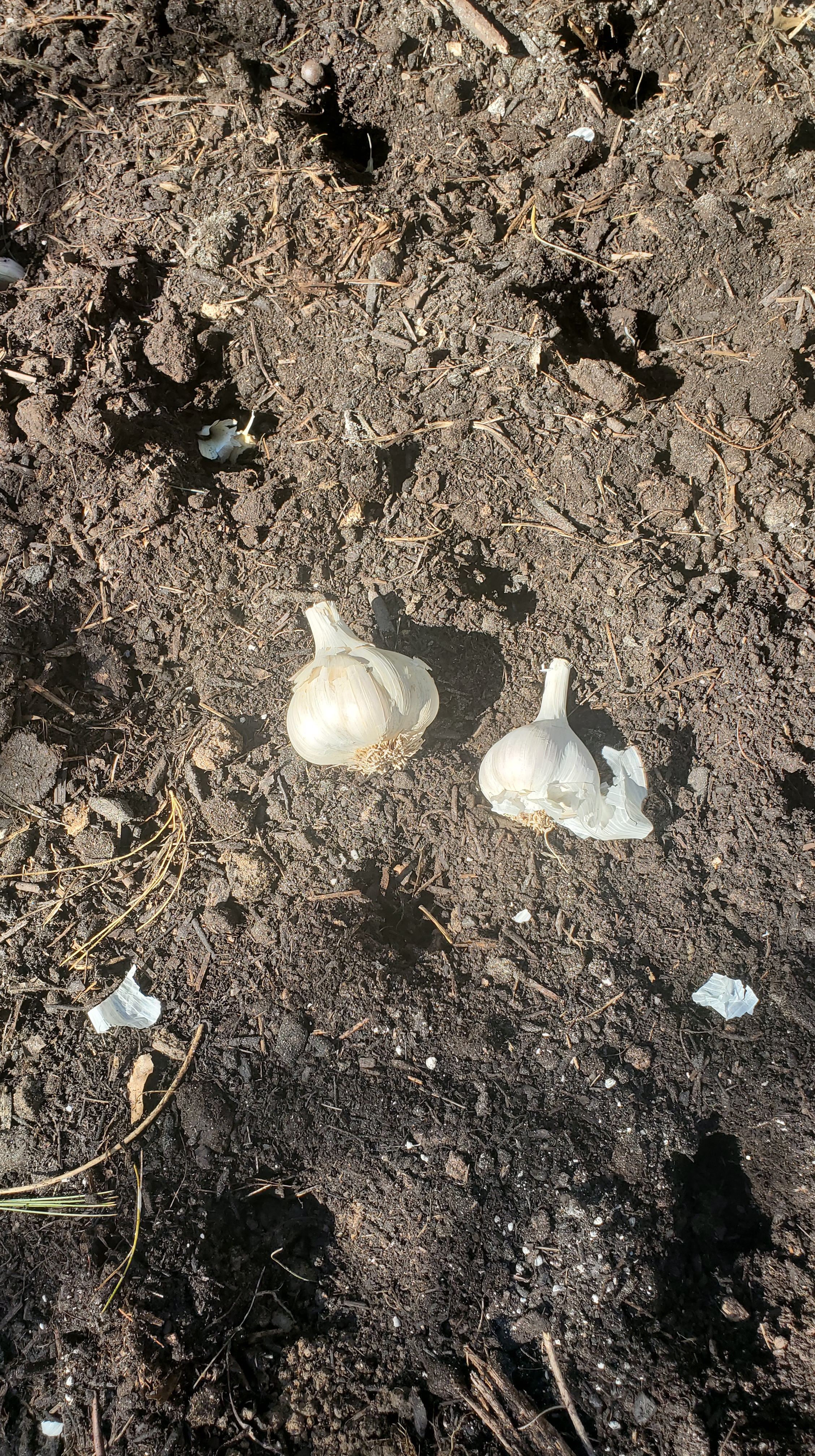 two heads of garlic laying on garden bed