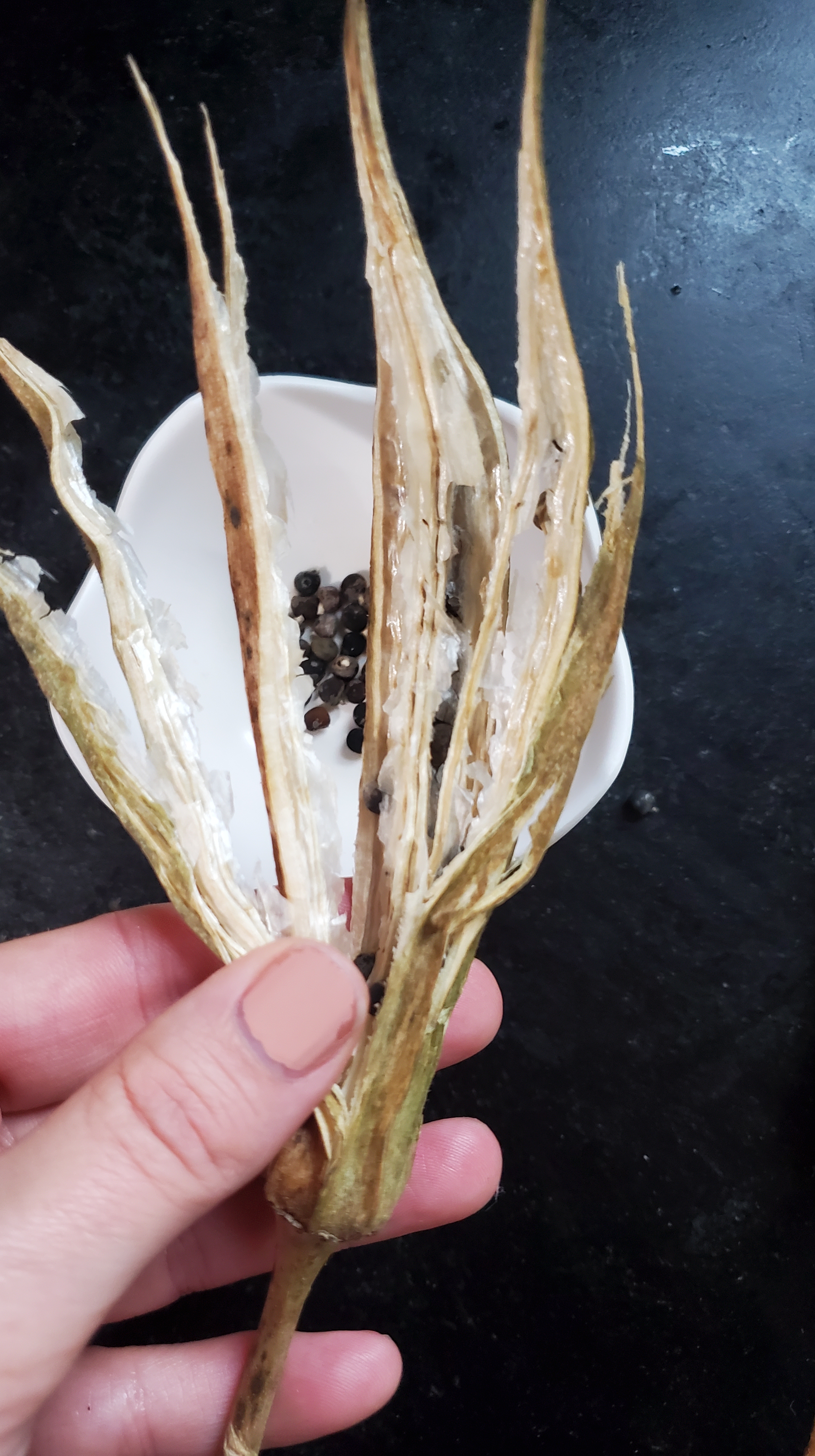 an empty okra husk with all dark seeds removed
