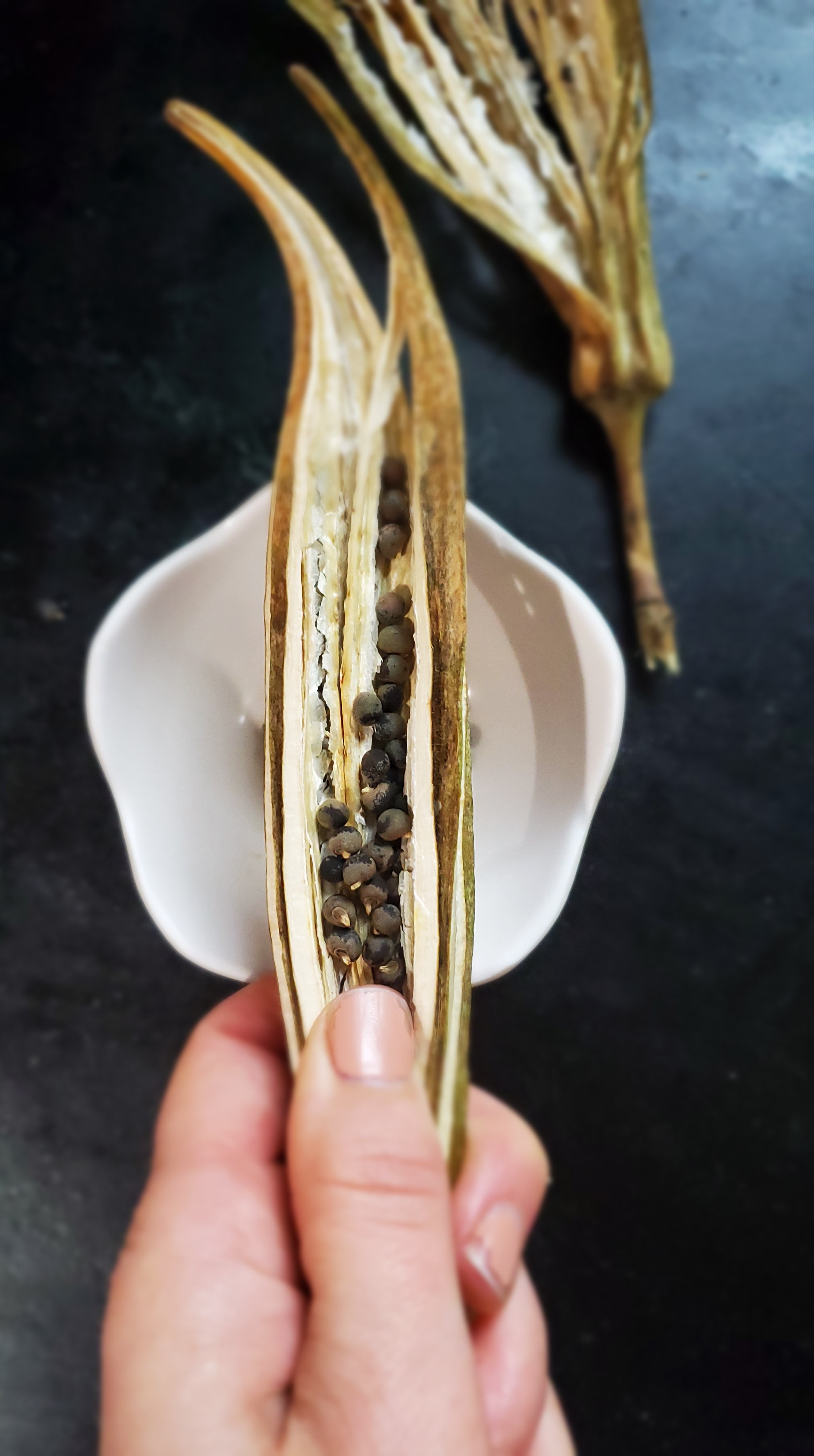 a single dry okra husk