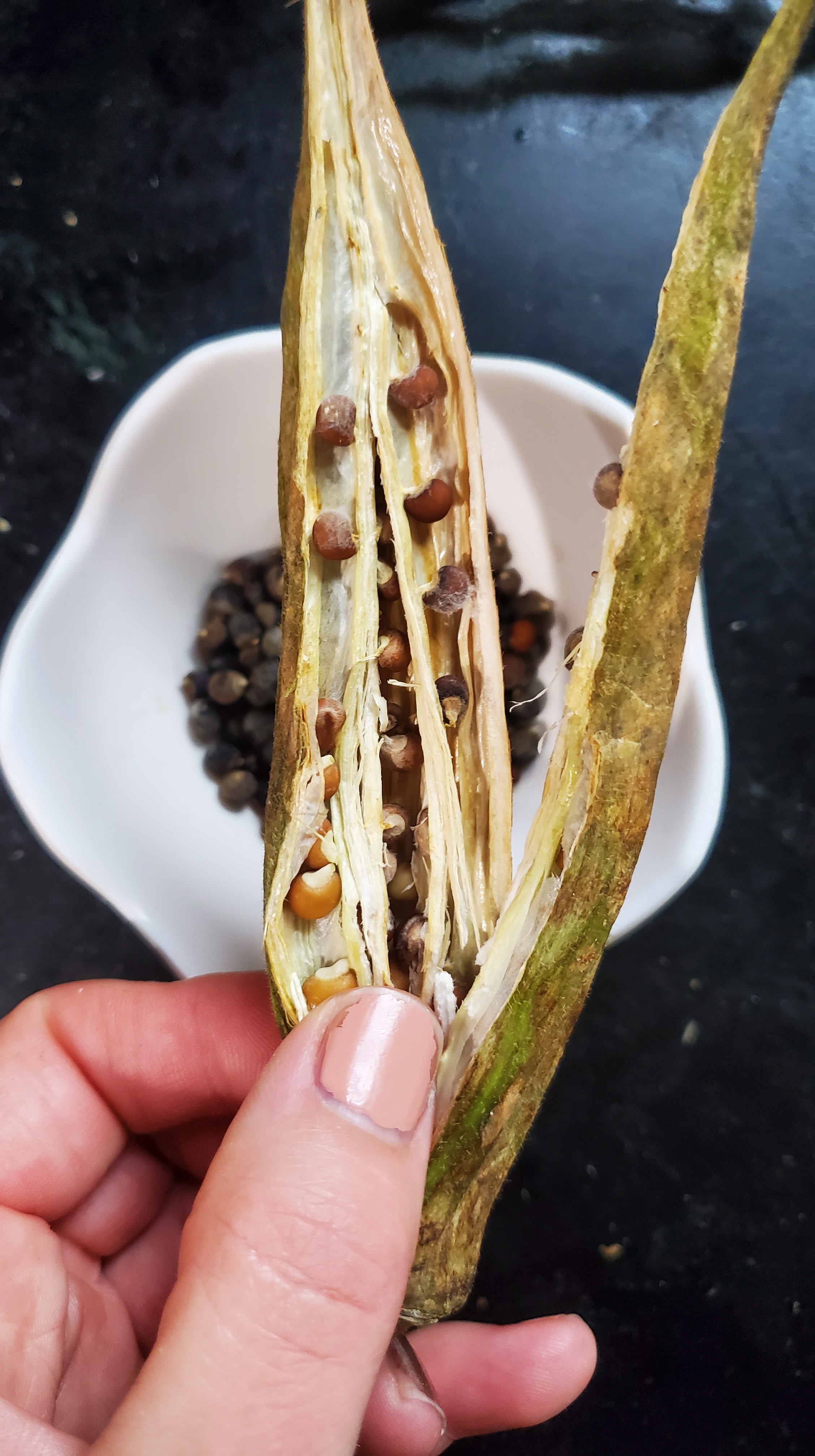 opening a single dry okra husk with at least ten dark oval shaped seed pods inside each segment