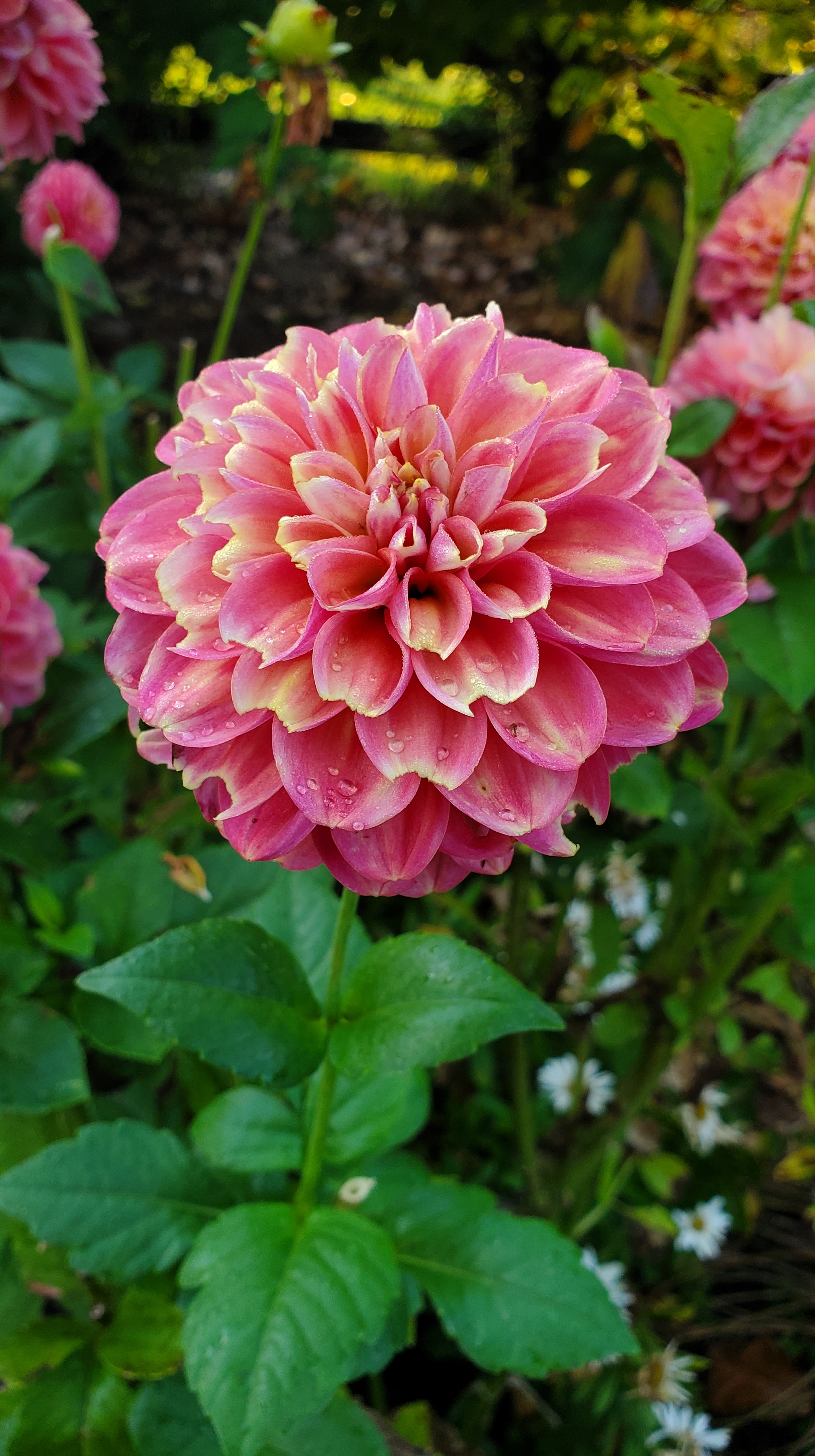 Pink tinged with yellow dahlia approx 5 inches across