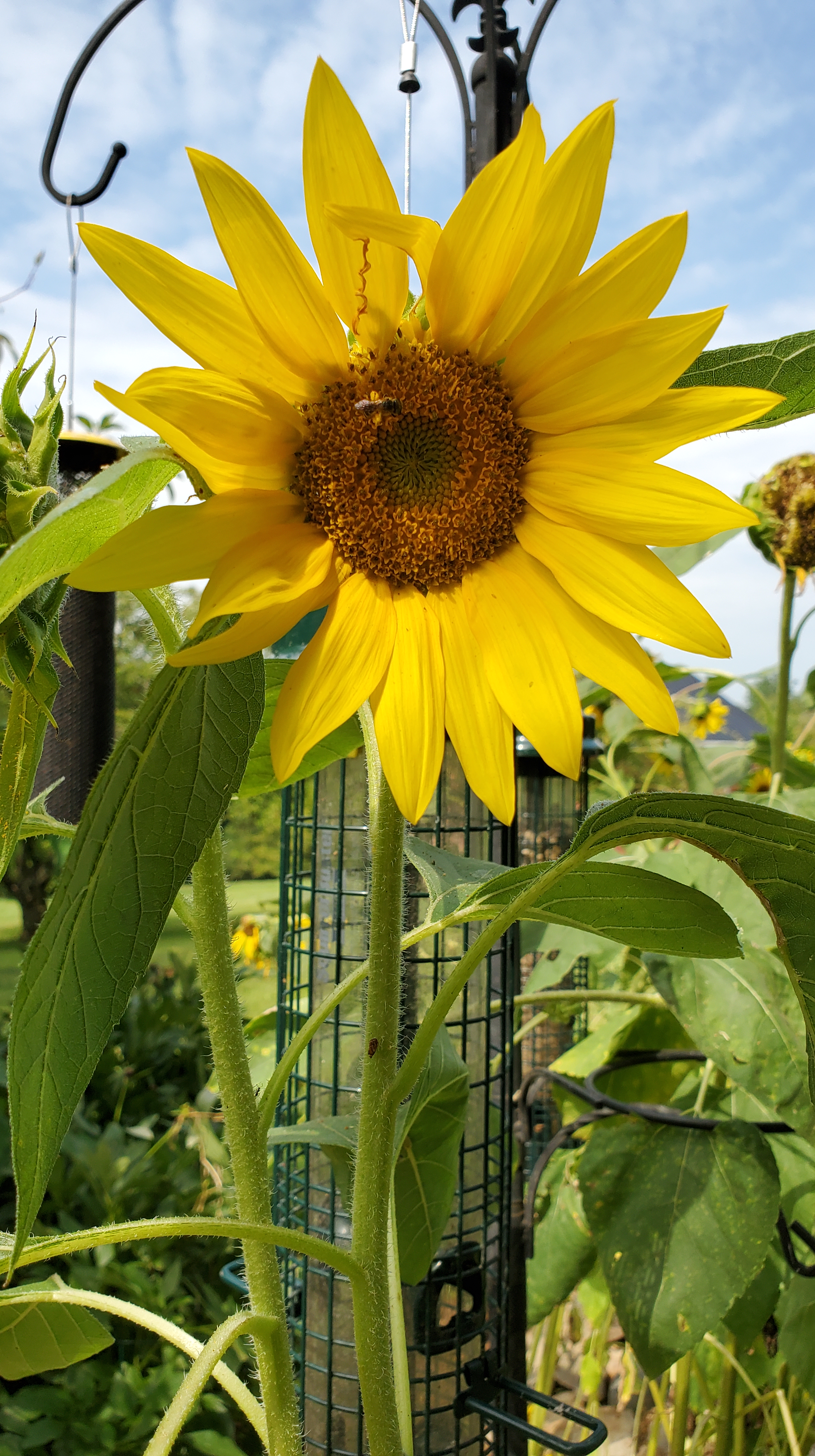 Bright yellow sunny Sunflower