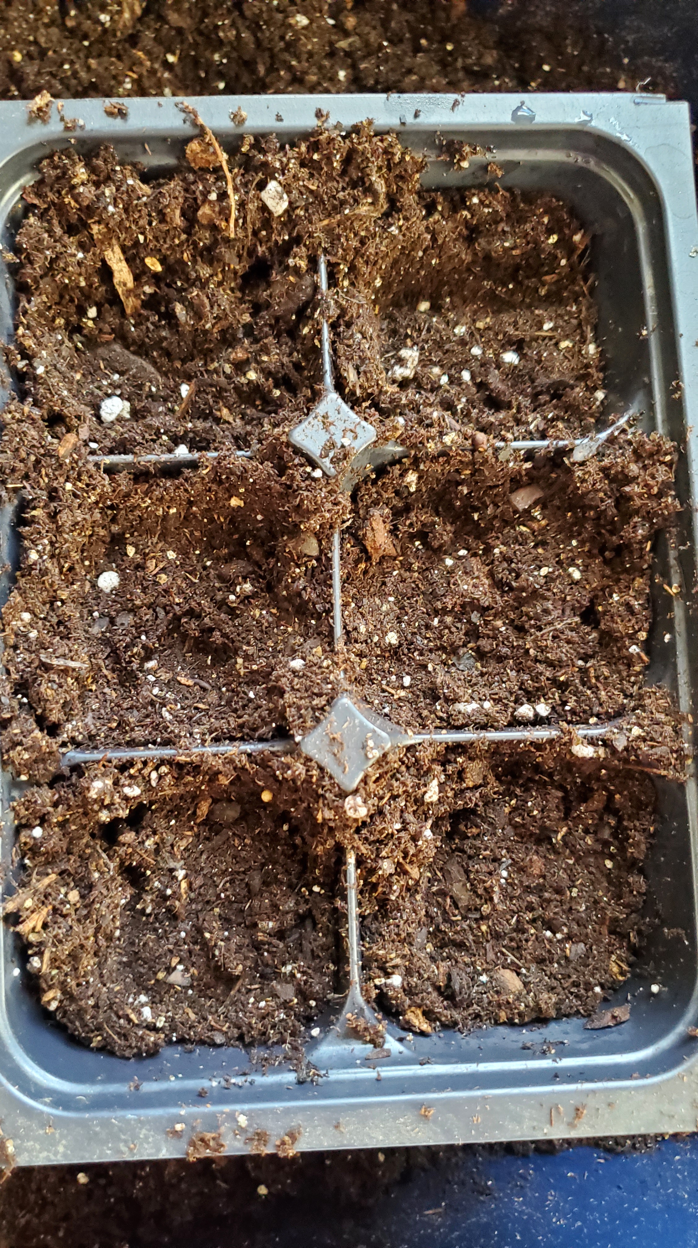 The 6 cell tray packed with mix.