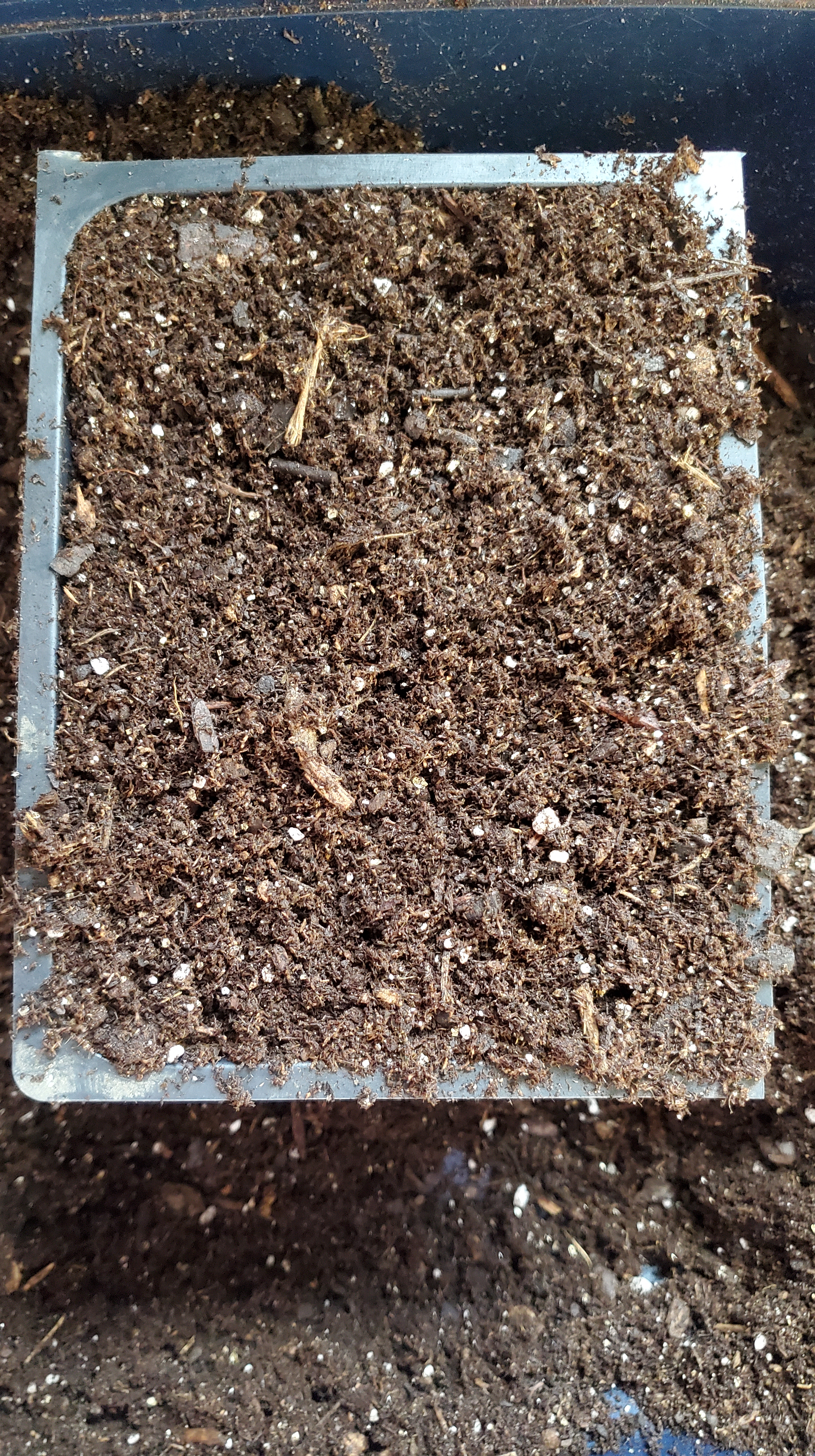 a 6 cell tray filled with seed starting mix