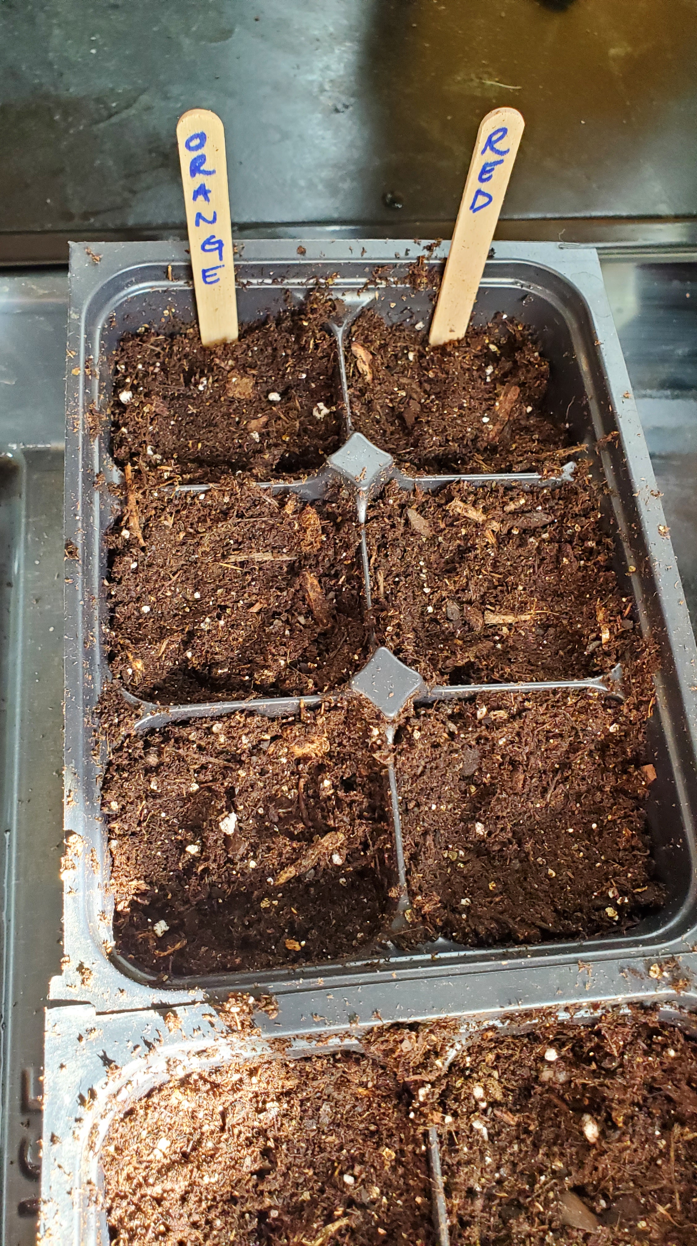 A six cell tray with two popsicle stick labels.