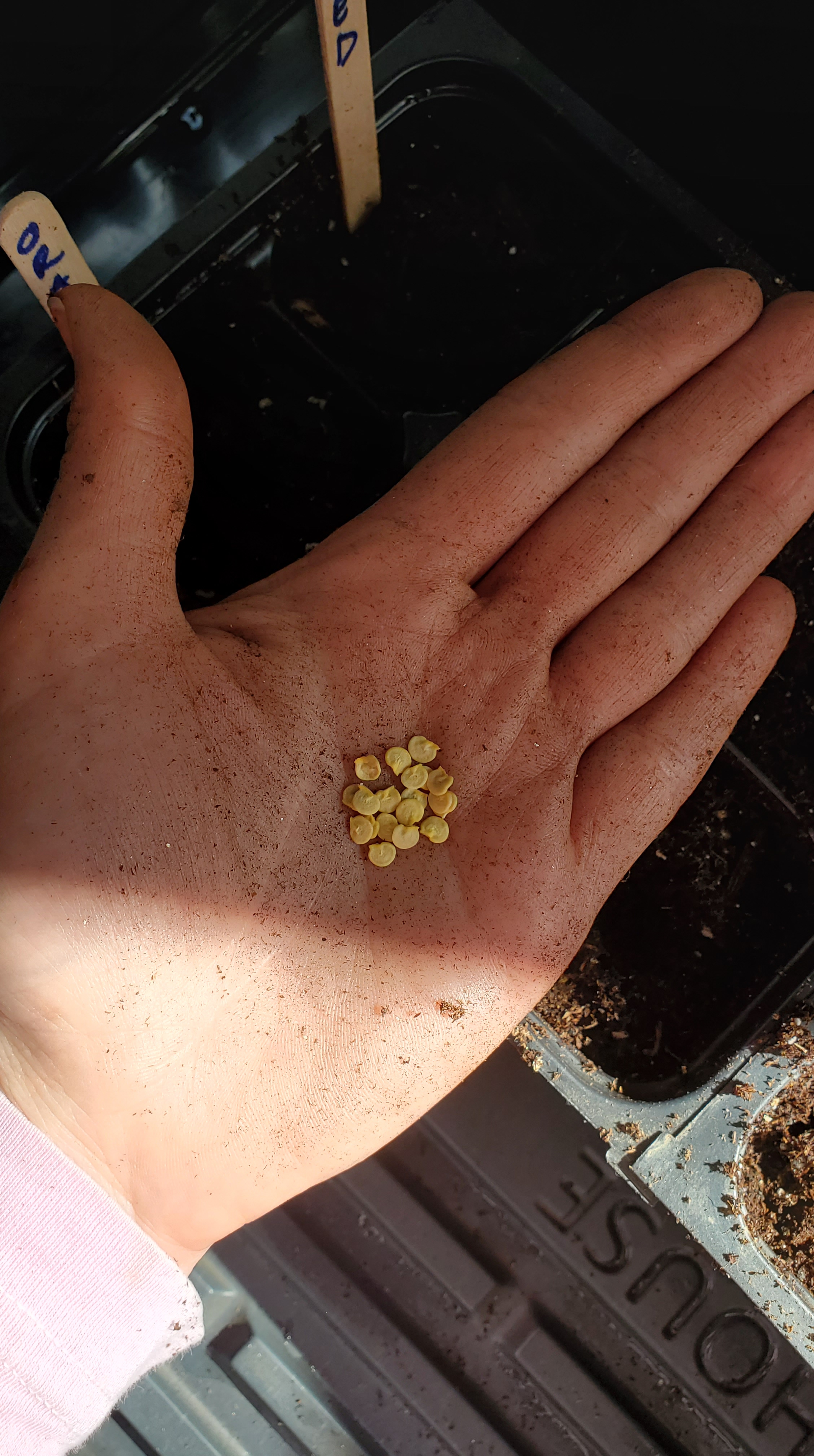 pepper seeds in the palm of hand