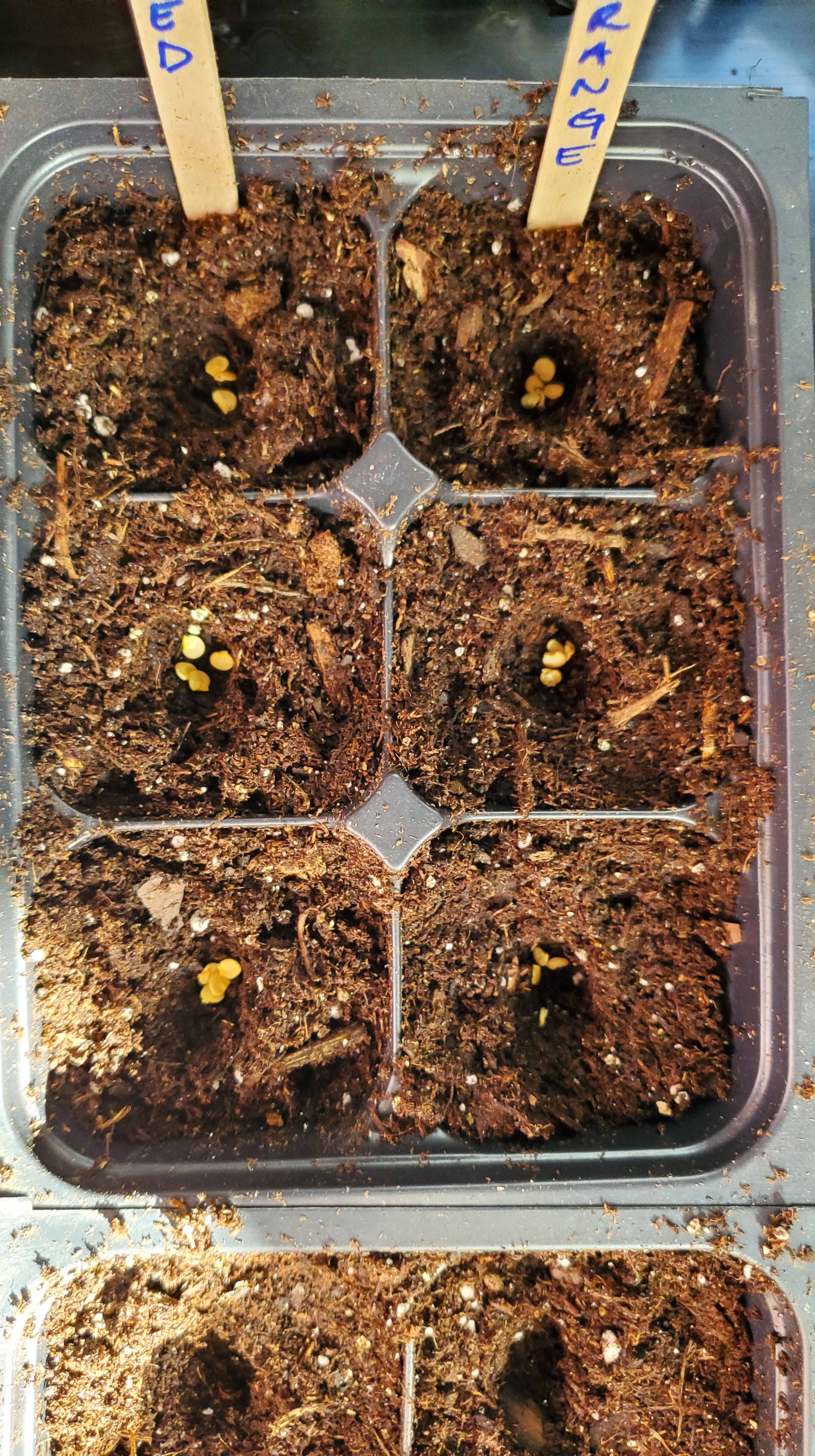 six cell tray with a few pepper seeds resting in small indents of seed starting mix